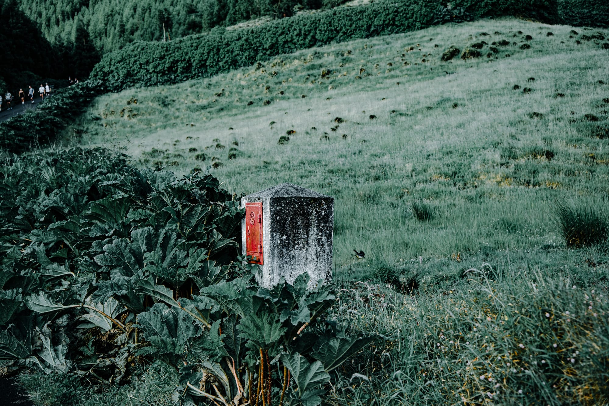 Concrete utility box with a bright red door partially hidden in dense foliage beside a grassy hill on São Miguel Island