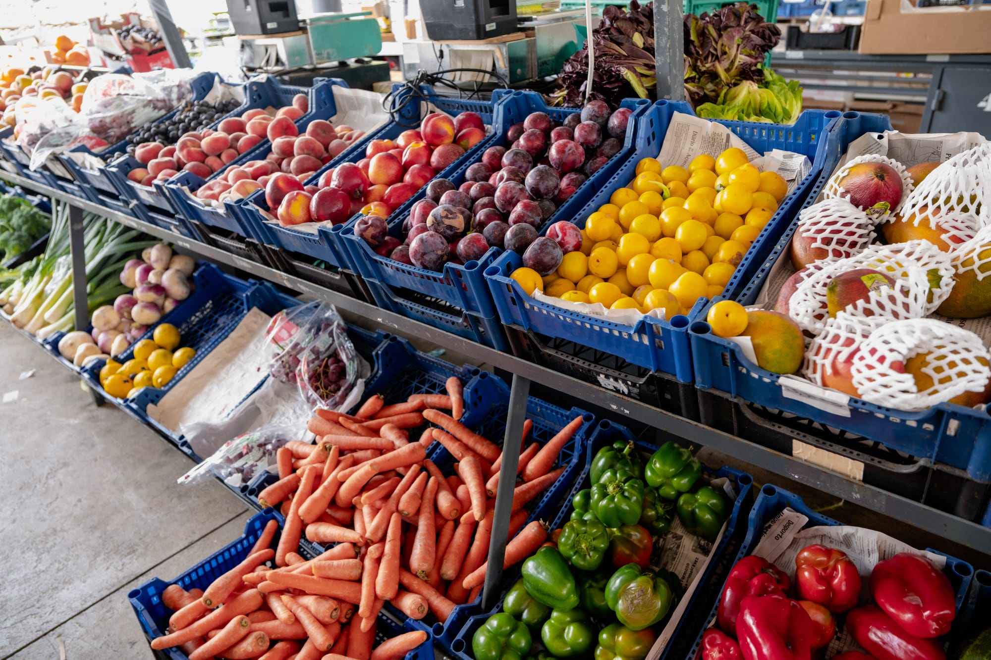 Close-up of blue crates filled with peaches, plums, yellow plums, mangos, carrots, peppers, and other fresh produce
