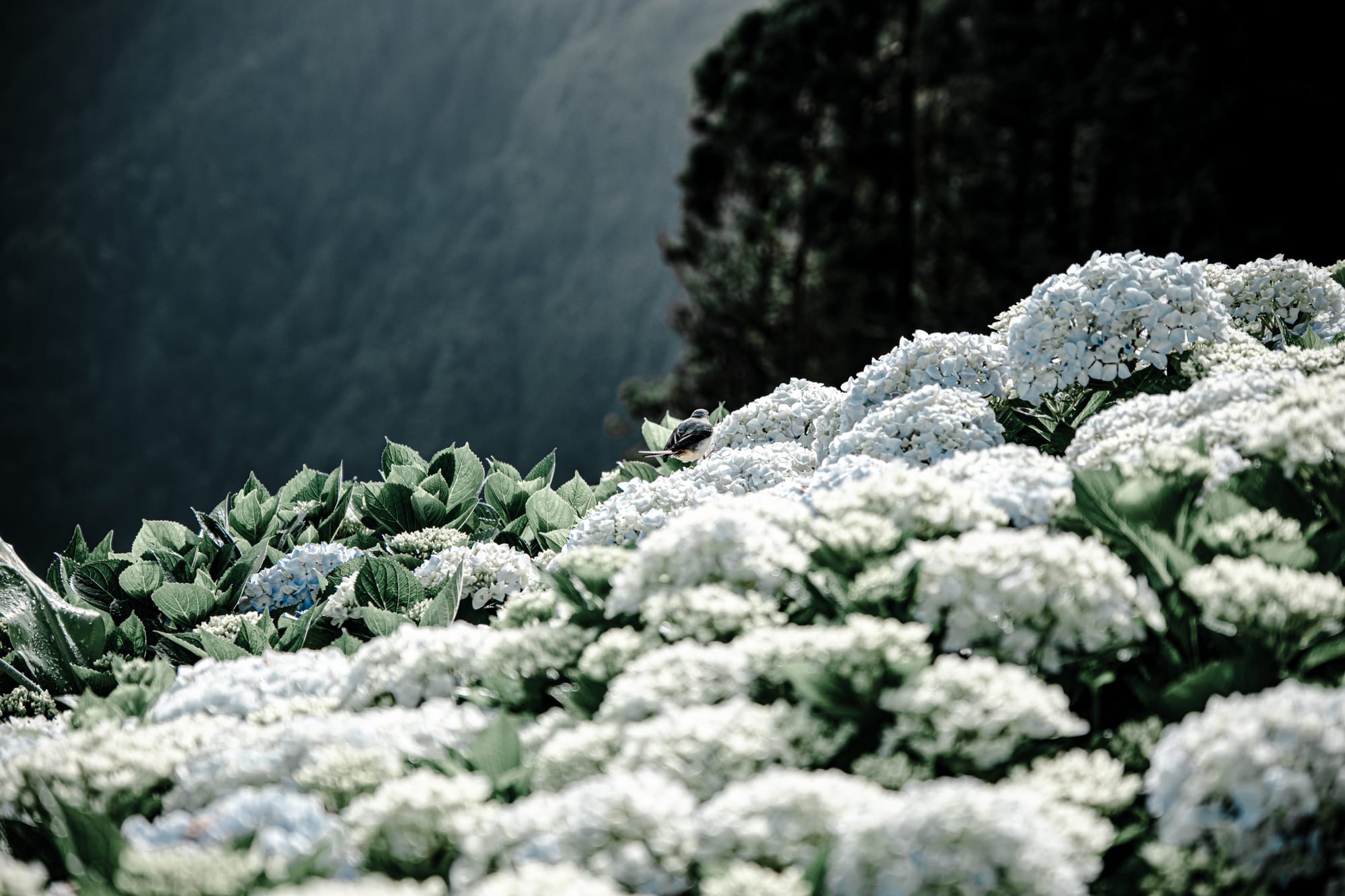 Close-up of white hydrangea flowers on a hillside with a small bird perched on top, overlooking a forested backdrop in São Miguel, Azores