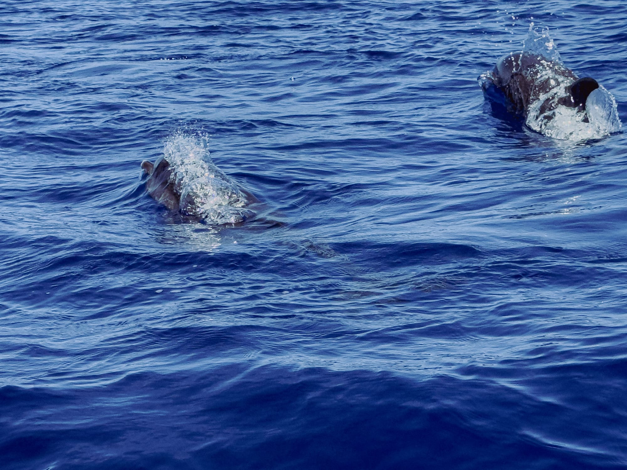 A pair of dolphins surfacing in the Atlantic near São Miguel, water splashing off their backs as they exhale