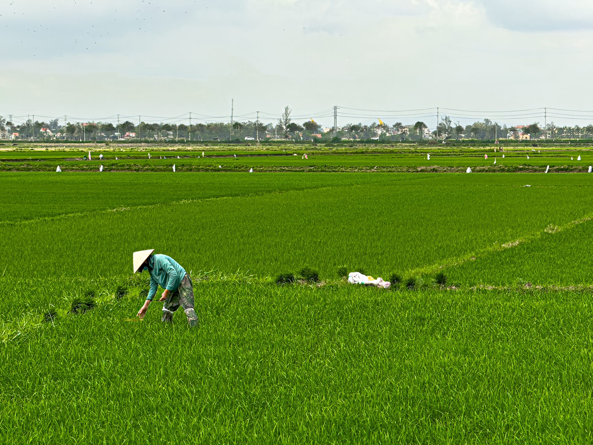 A Vietnamese farmer wearing a conical hat tends to the rice fields in Hội An, standing in the middle of bright green rows that stretch toward the horizon