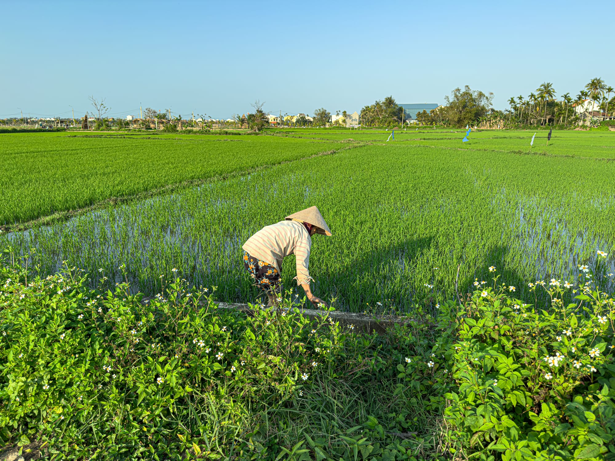 A Vietnamese farmer wearing a conical hat bends to work in the lush green rice fields of Hội An, surrounded by water-filled rows and wildflowers under a bright blue sky