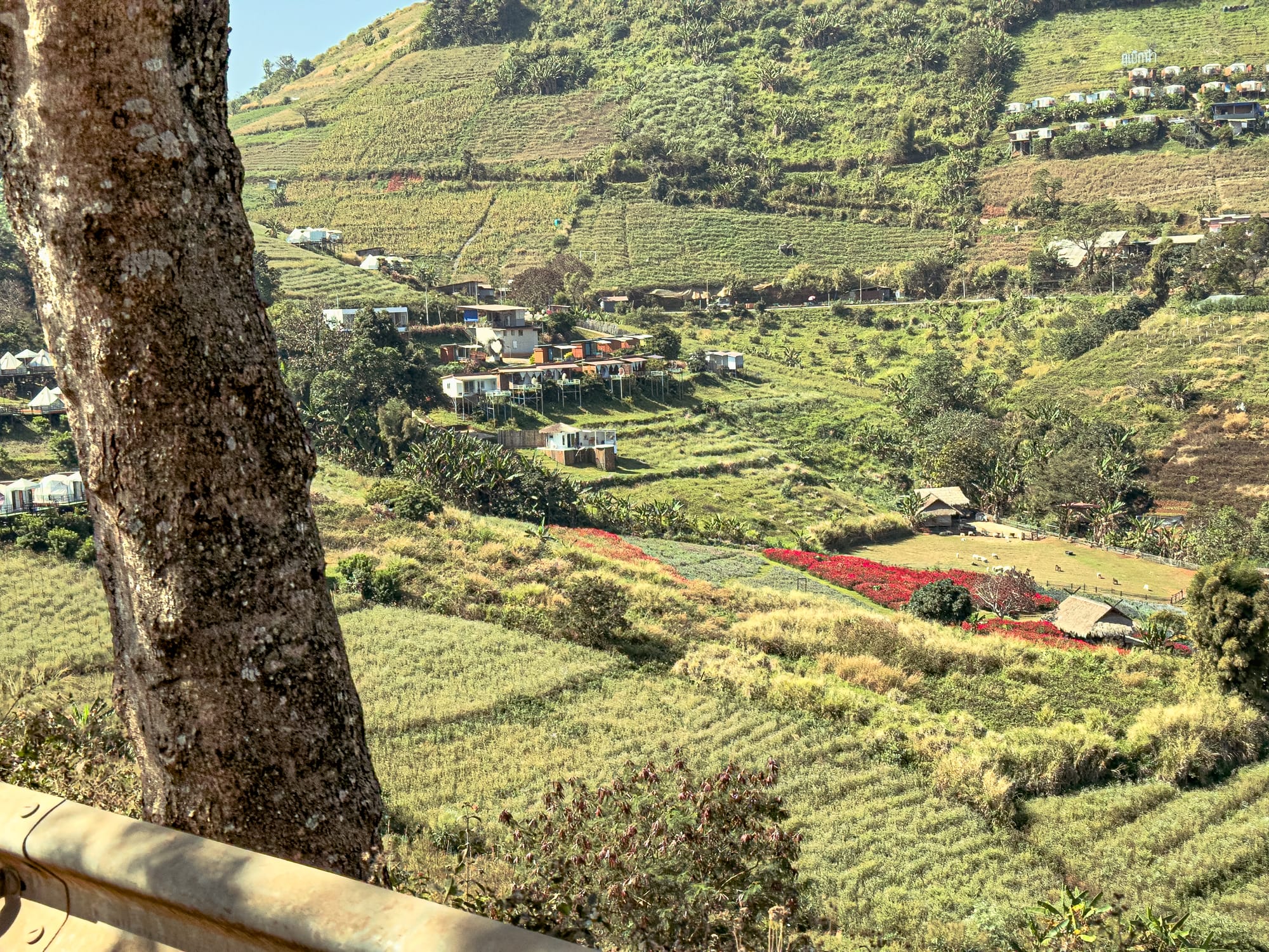 View of Mae Rim’s terraced hillsides with green fields, small homestays, and a vibrant red flower field nestled in the valley