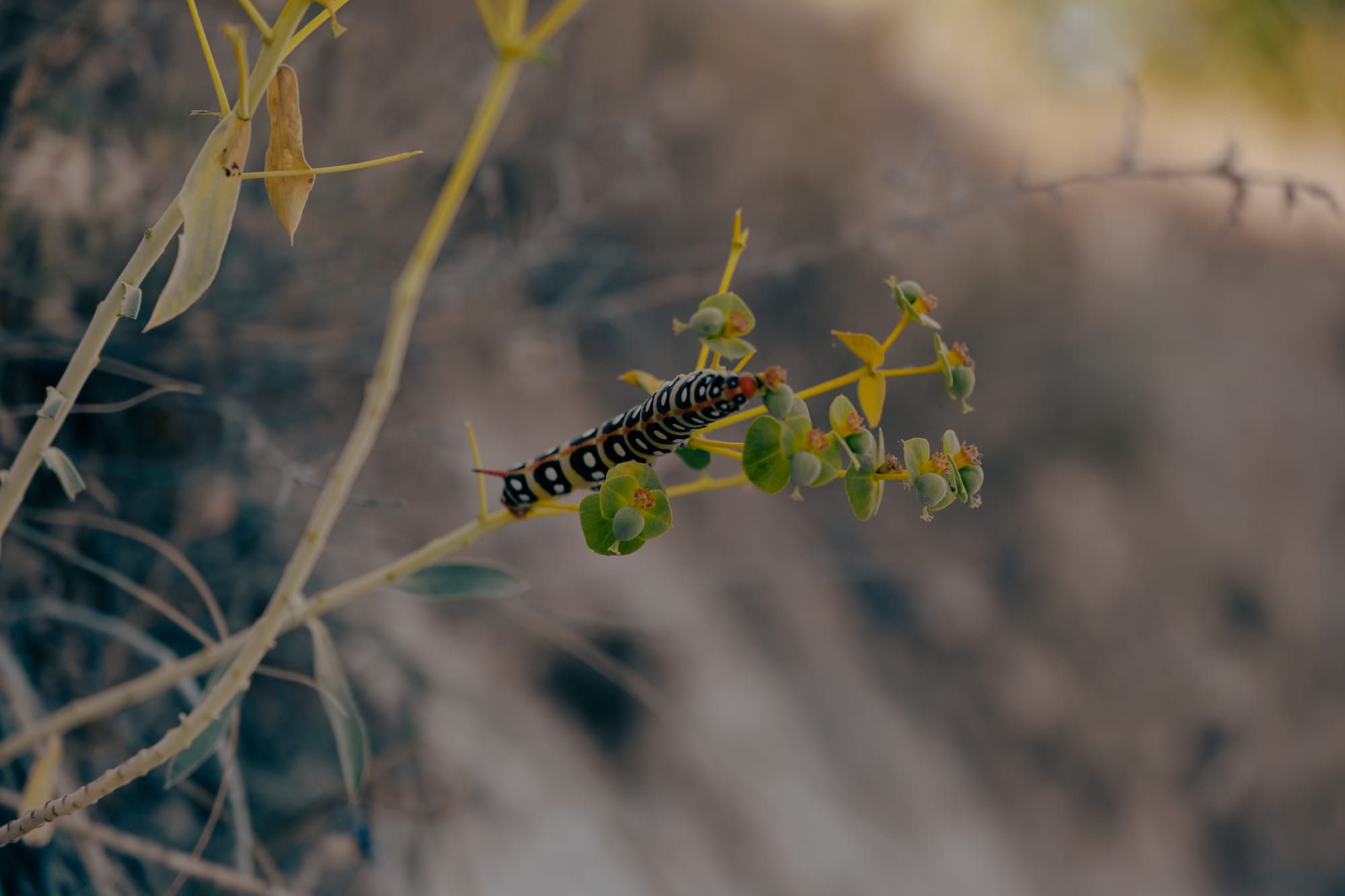 Close-up of a brightly patterned Spurge Hawk-moth caterpillar with black, white, and orange markings, perched on the green, rounded leaves and yellow stems of a wild euphorbia in Cappadocia