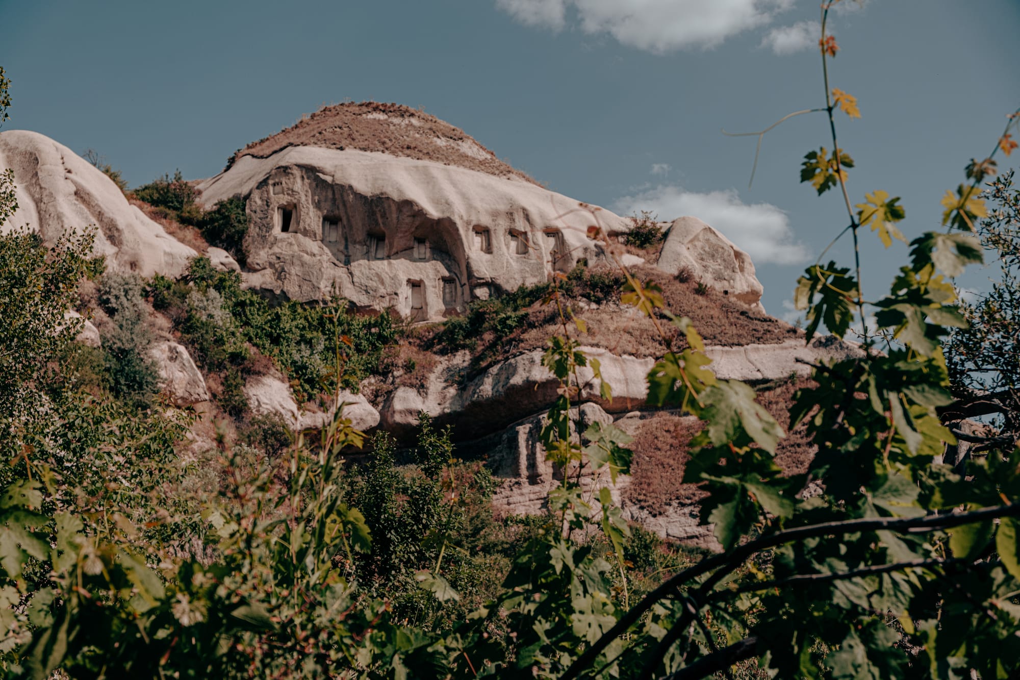 Rock face in Cappadocia with multiple rectangular pigeon house openings, partially obscured by grapevine leaves and valley vegetation under a clear sky
