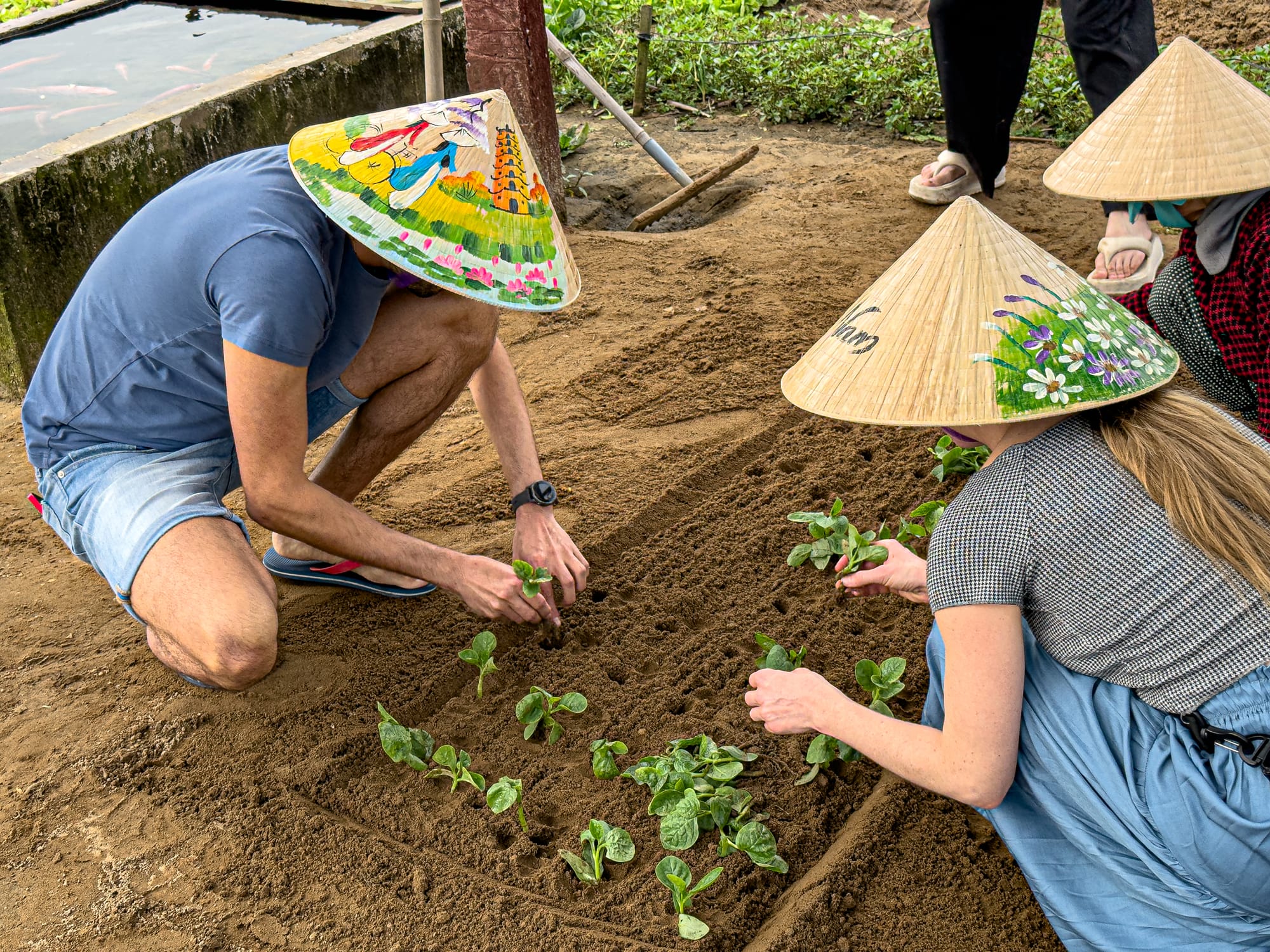 Travelers wearing conical hats planting vegetable seedlings at Trà Quế Vegetable Village in Hội An, Vietnam
