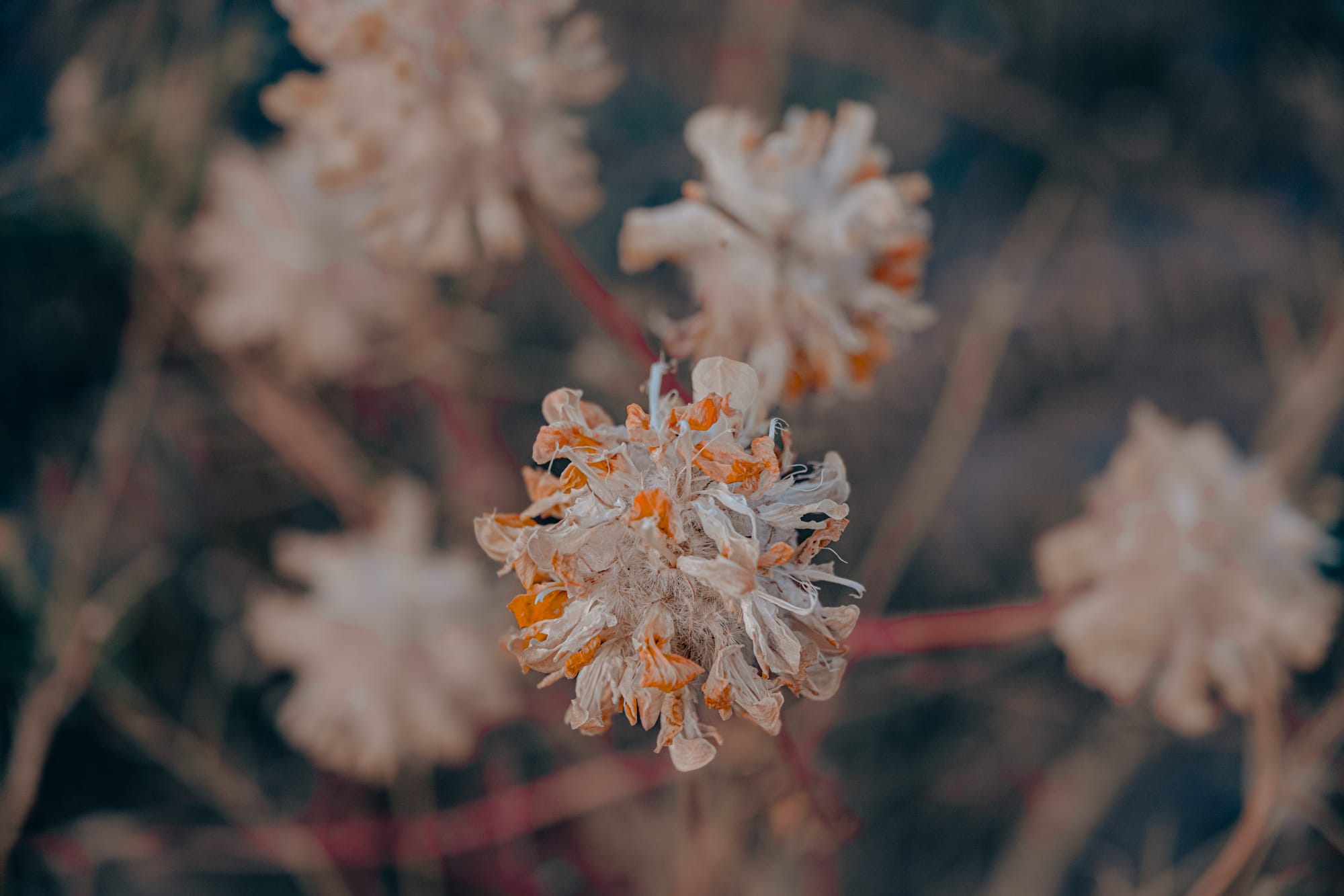 Close up of a dried wildflower in Cappadocia with curled pale petals tinged with orange against a softly blurred background
