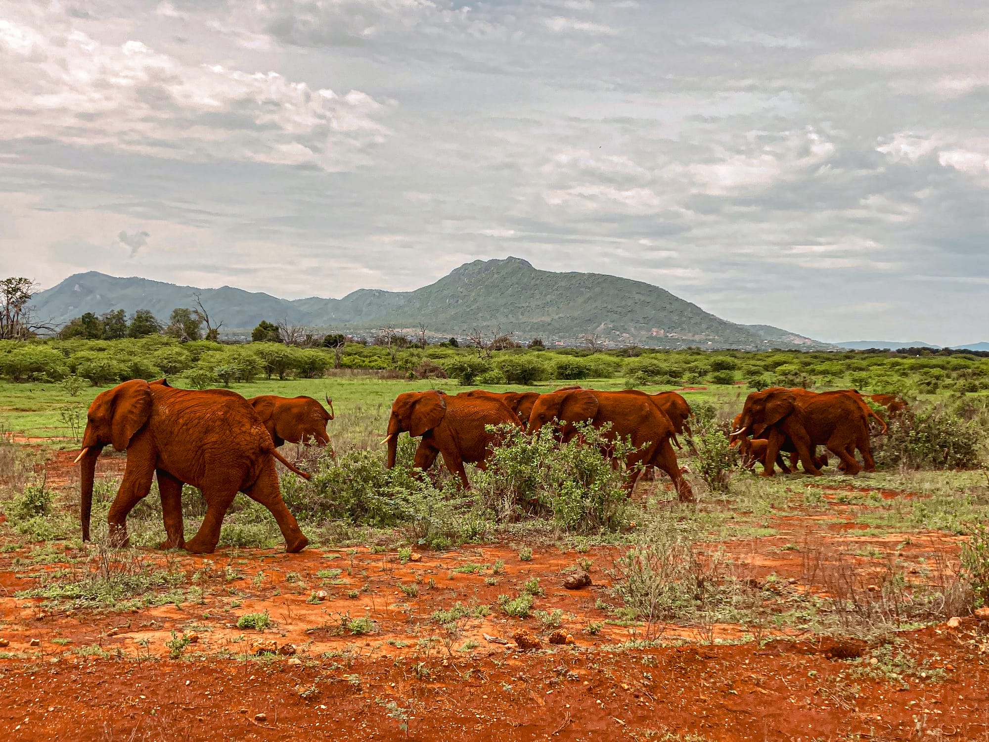 Six elephants coated in the red soil of Tsavo East National Park move together across the open plains, surrounded by shrubs and set against a backdrop of green hills and an overcast sky