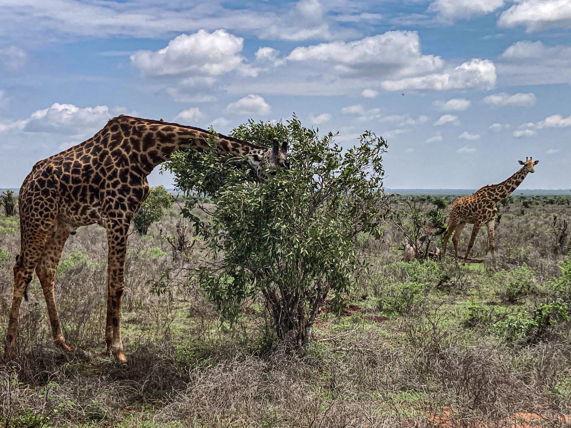 A close-up giraffe leans forward to browse on a leafy bush while a second giraffe walks in the distance, both on the dry grassy plains of Tsavo East National Park under a partly cloudy sky