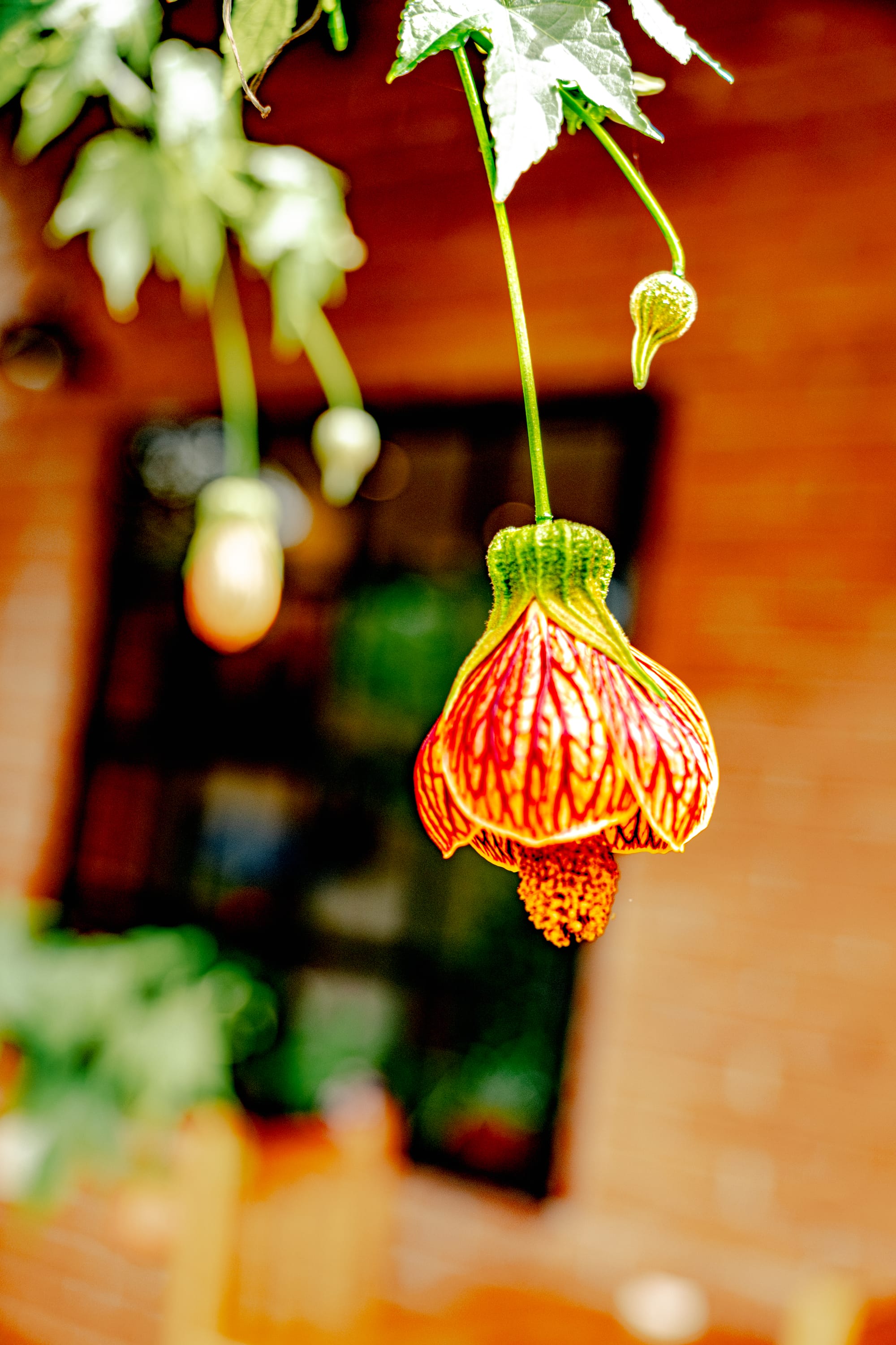 Chamula and Zinacantán: sacred traditions in the highlands of Chiapas