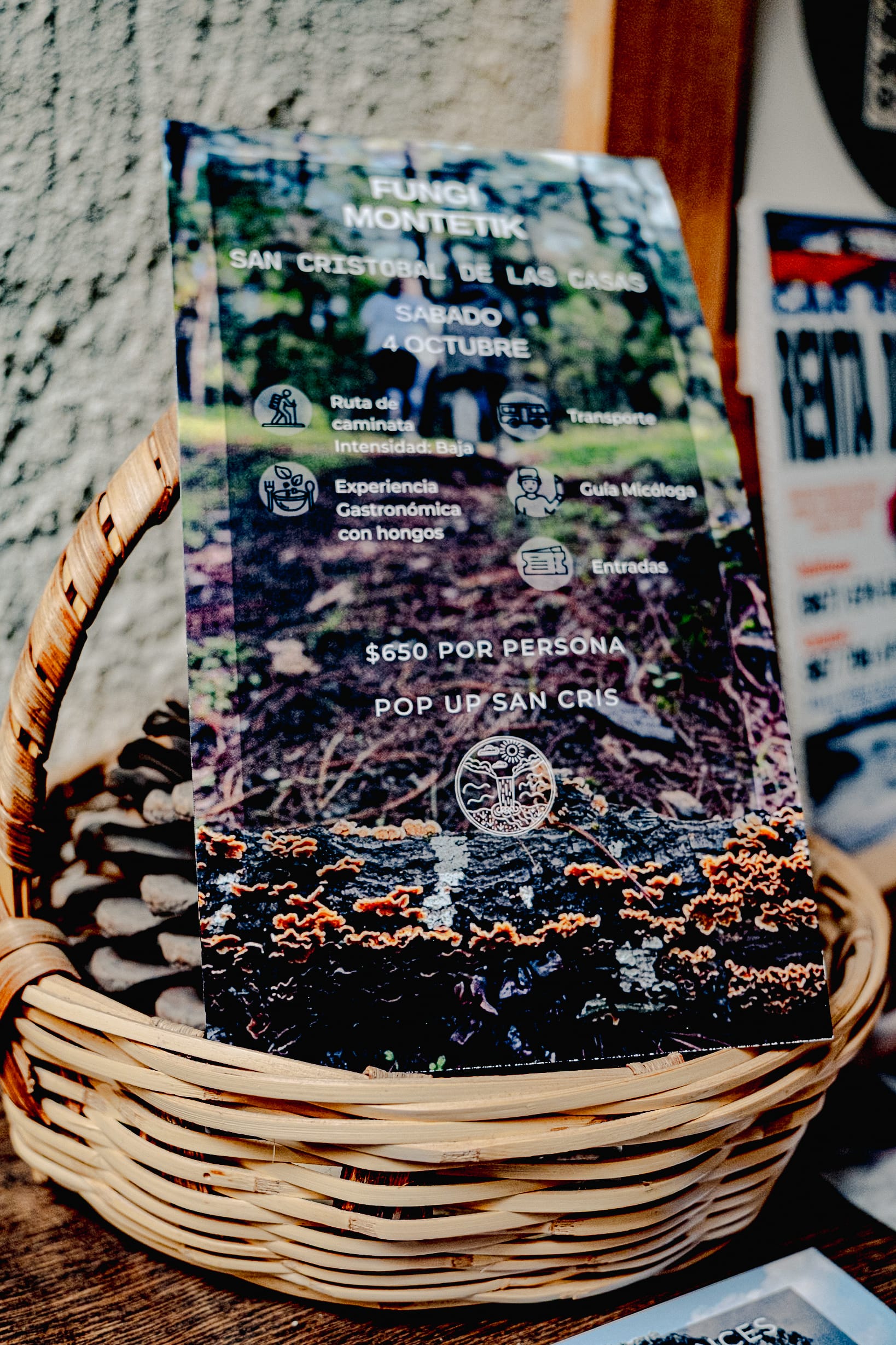 A fungi hike in the highland forests of San Cristóbal de las Casas