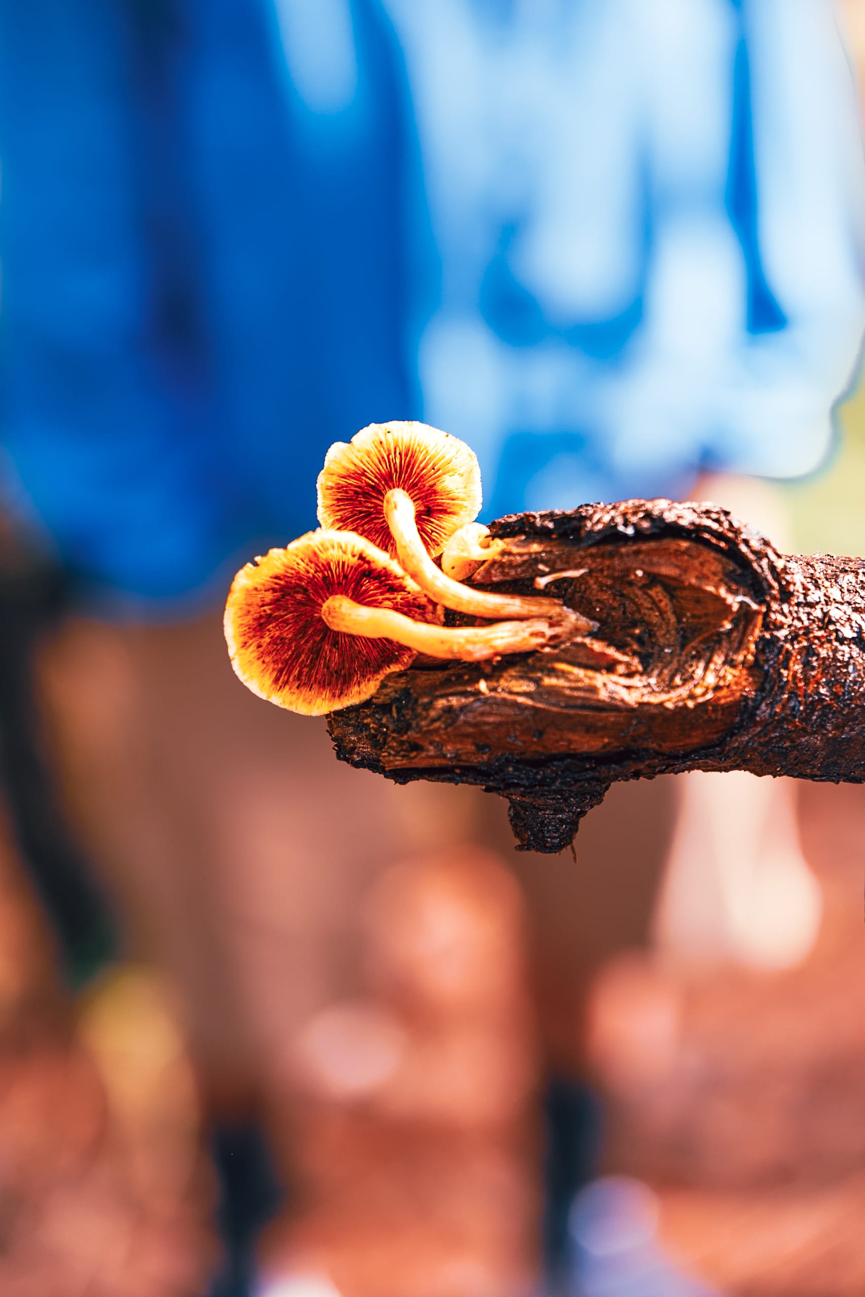 A fungi hike in the highland forests of San Cristóbal de las Casas