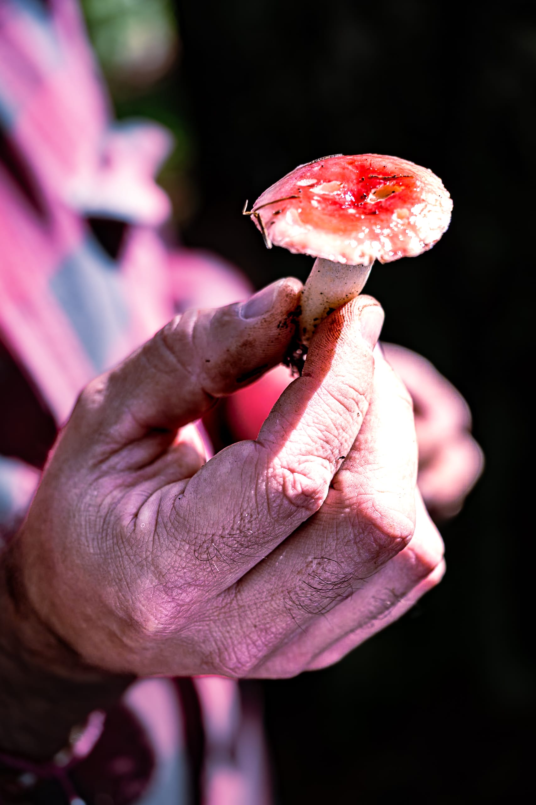 A fungi hike in the highland forests of San Cristóbal de las Casas