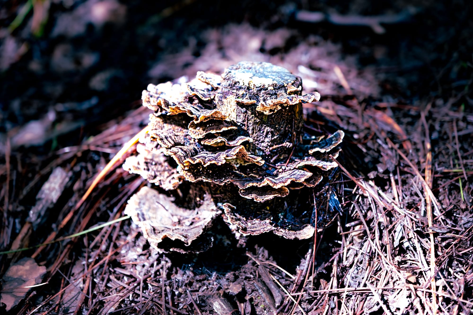 A fungi hike in the highland forests of San Cristóbal de las Casas