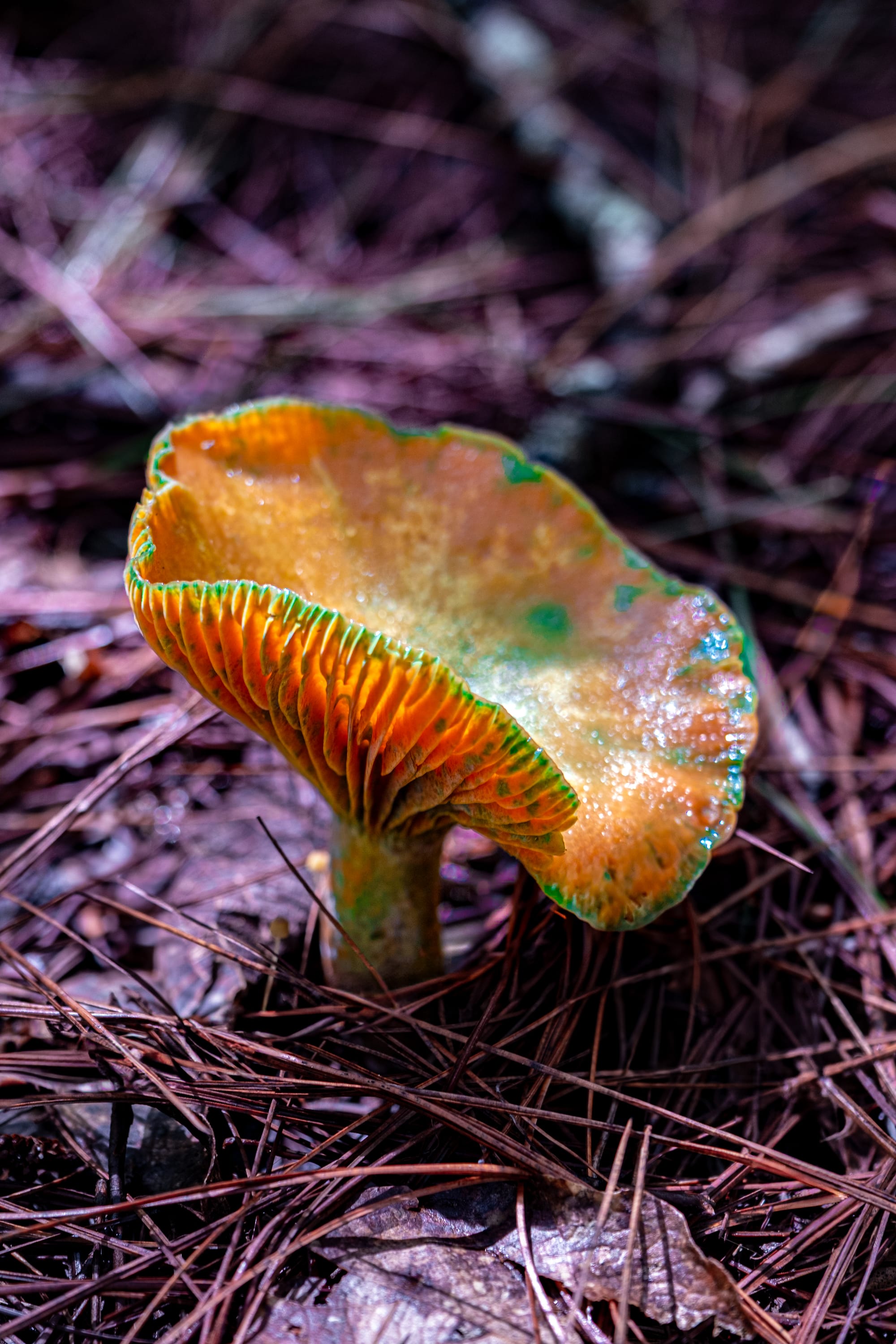 A fungi hike in the highland forests of San Cristóbal de las Casas