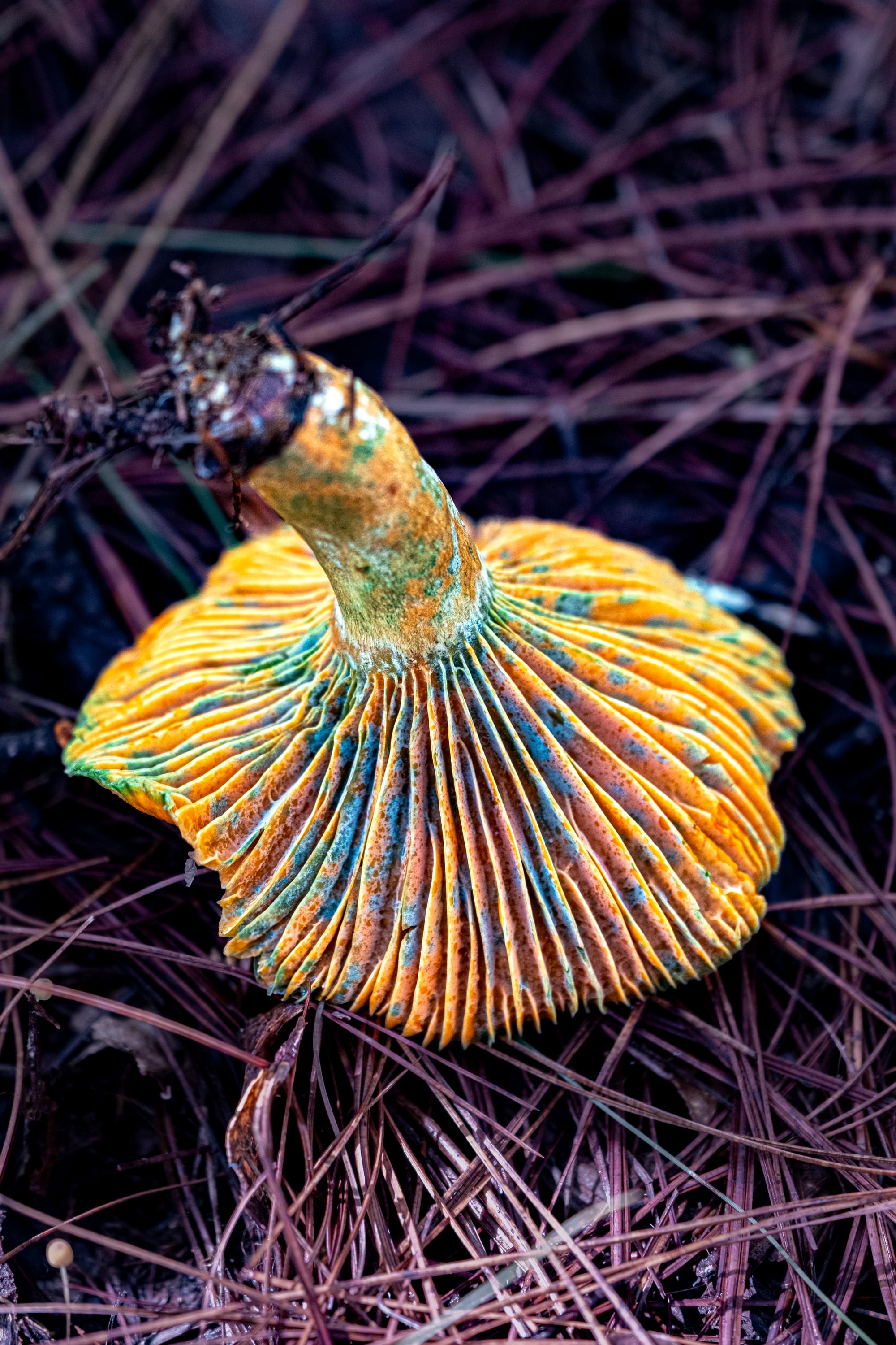 A fungi hike in the highland forests of San Cristóbal de las Casas