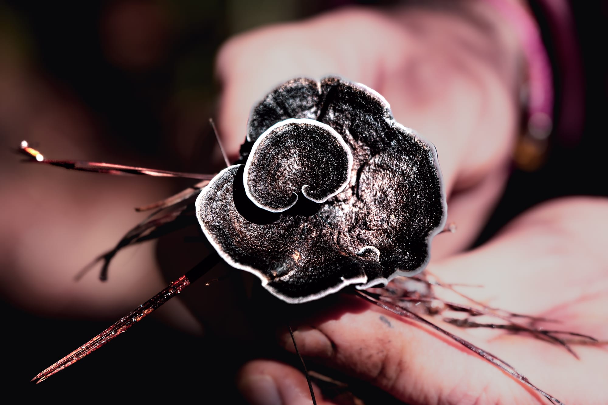 A fungi hike in the highland forests of San Cristóbal de las Casas