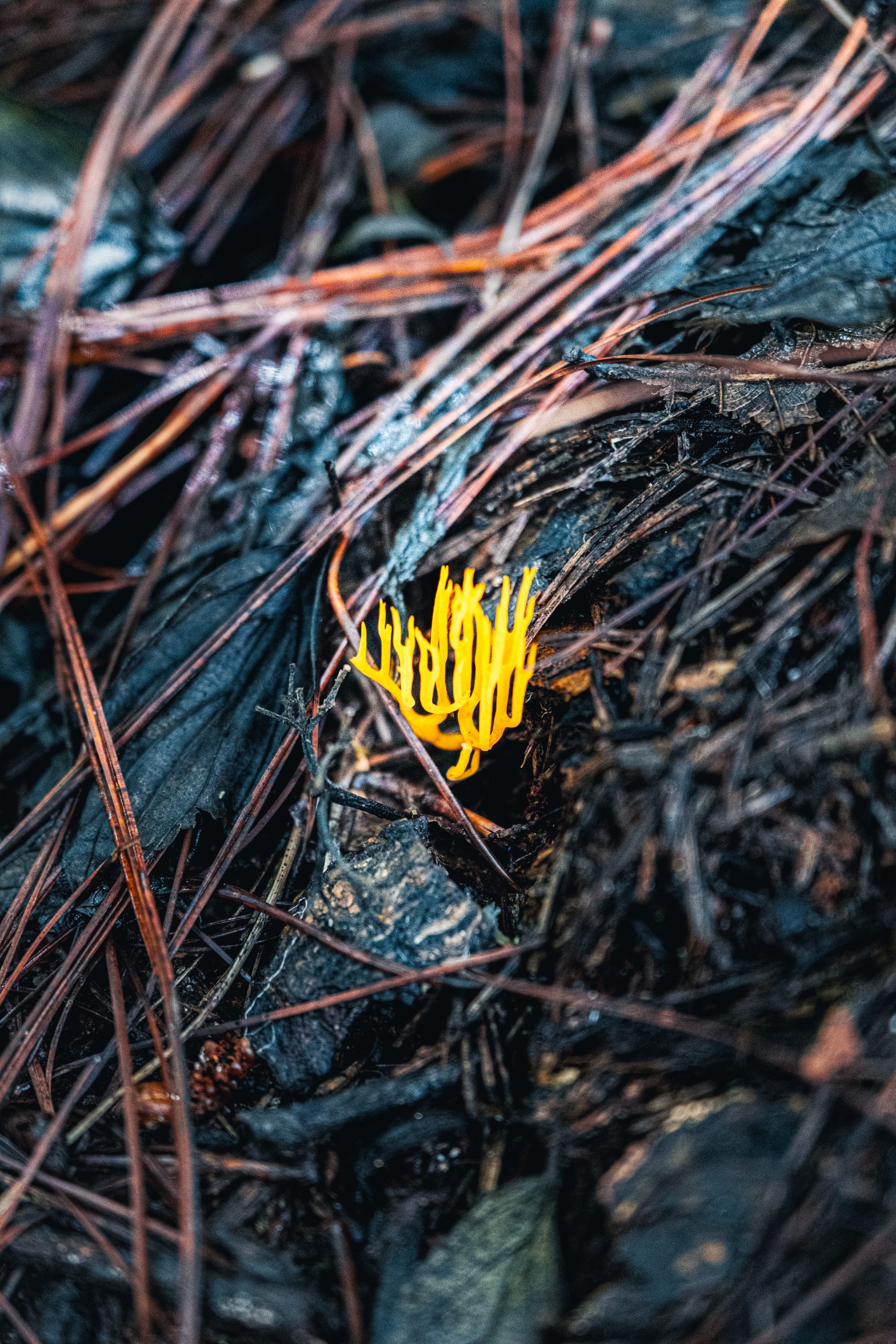 A fungi hike in the highland forests of San Cristóbal de las Casas
