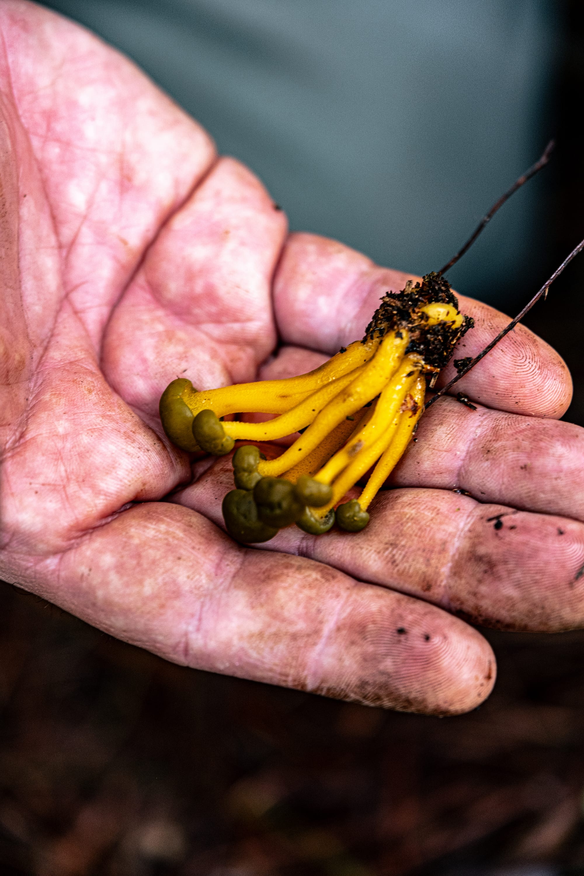 A fungi hike in the highland forests of San Cristóbal de las Casas