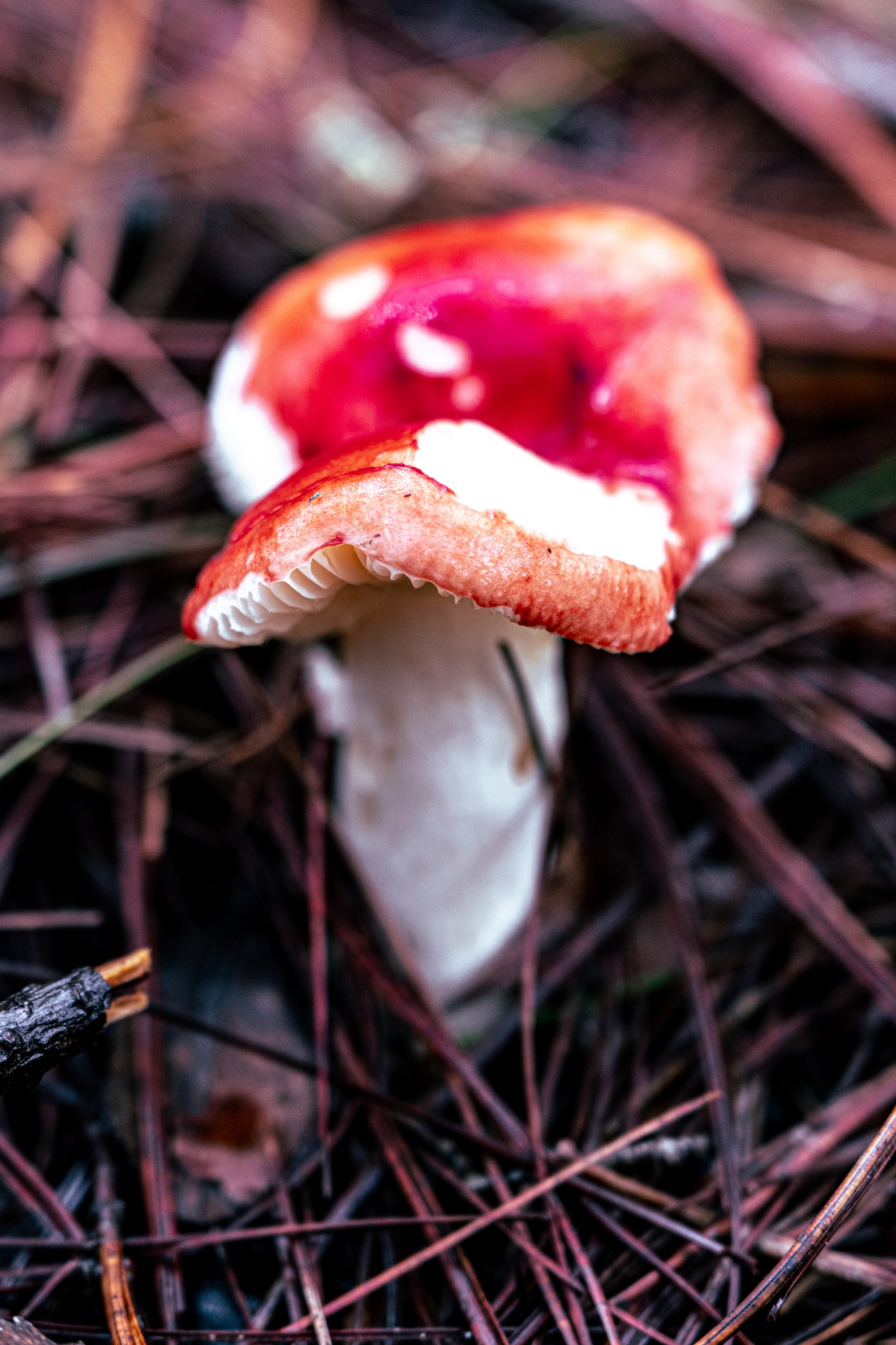 A fungi hike in the highland forests of San Cristóbal de las Casas
