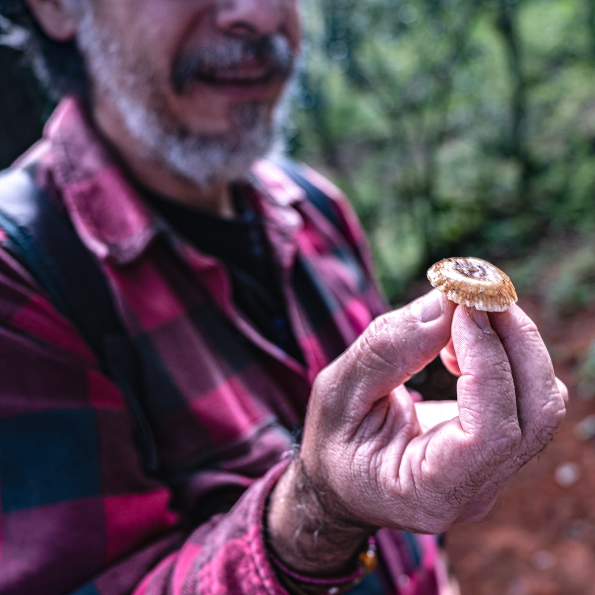 A fungi hike in the highland forests of San Cristóbal de las Casas