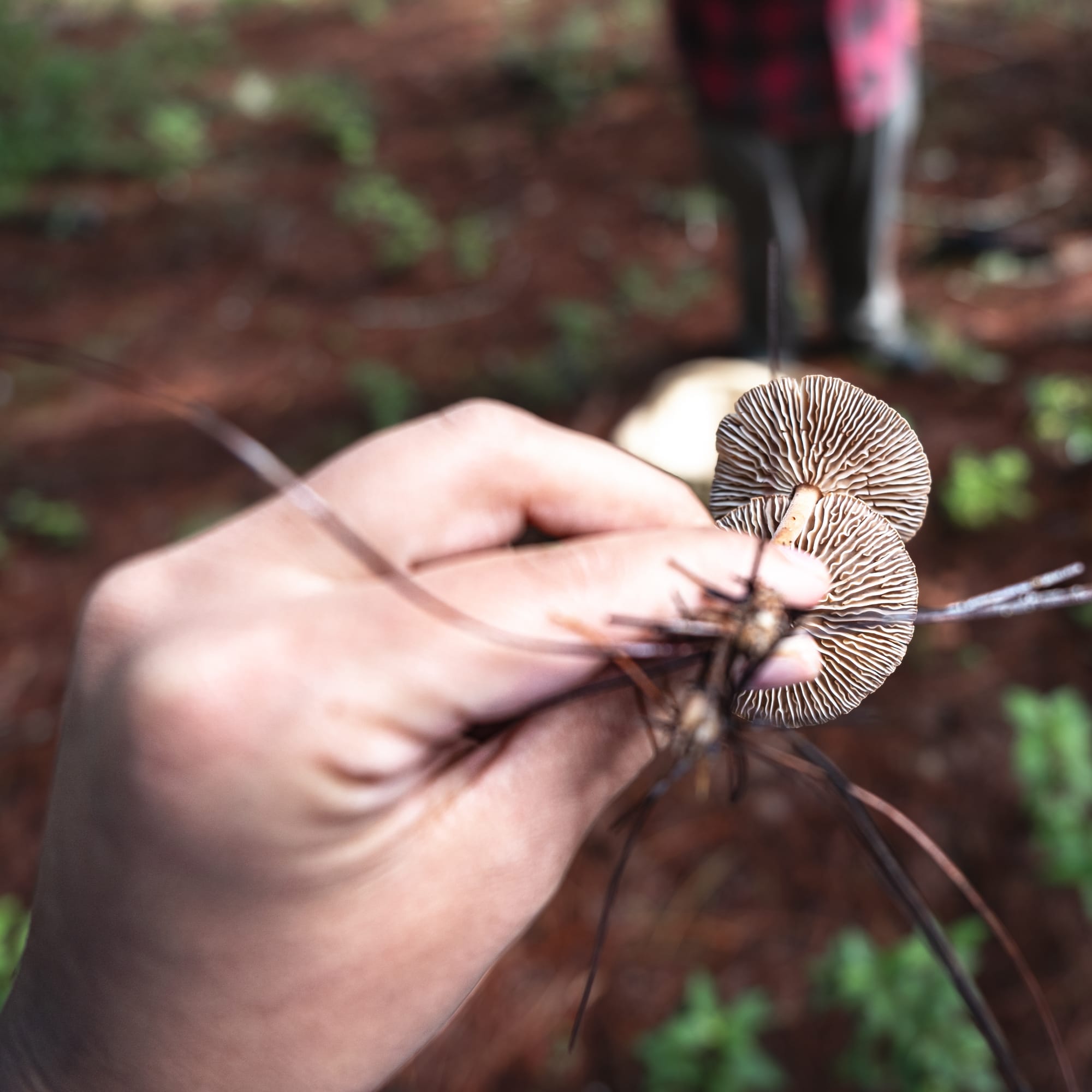 A fungi hike in the highland forests of San Cristóbal de las Casas