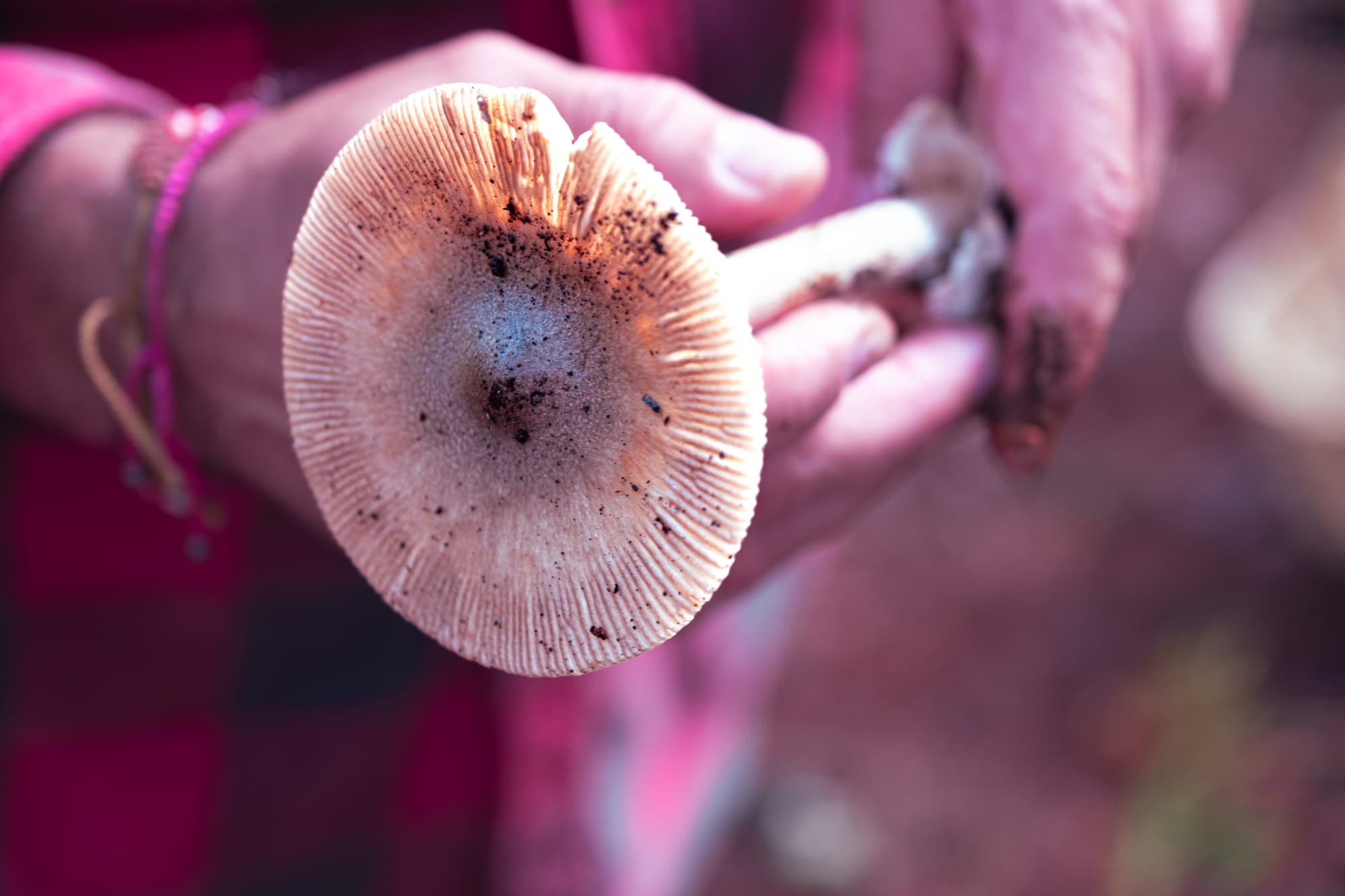 A fungi hike in the highland forests of San Cristóbal de las Casas
