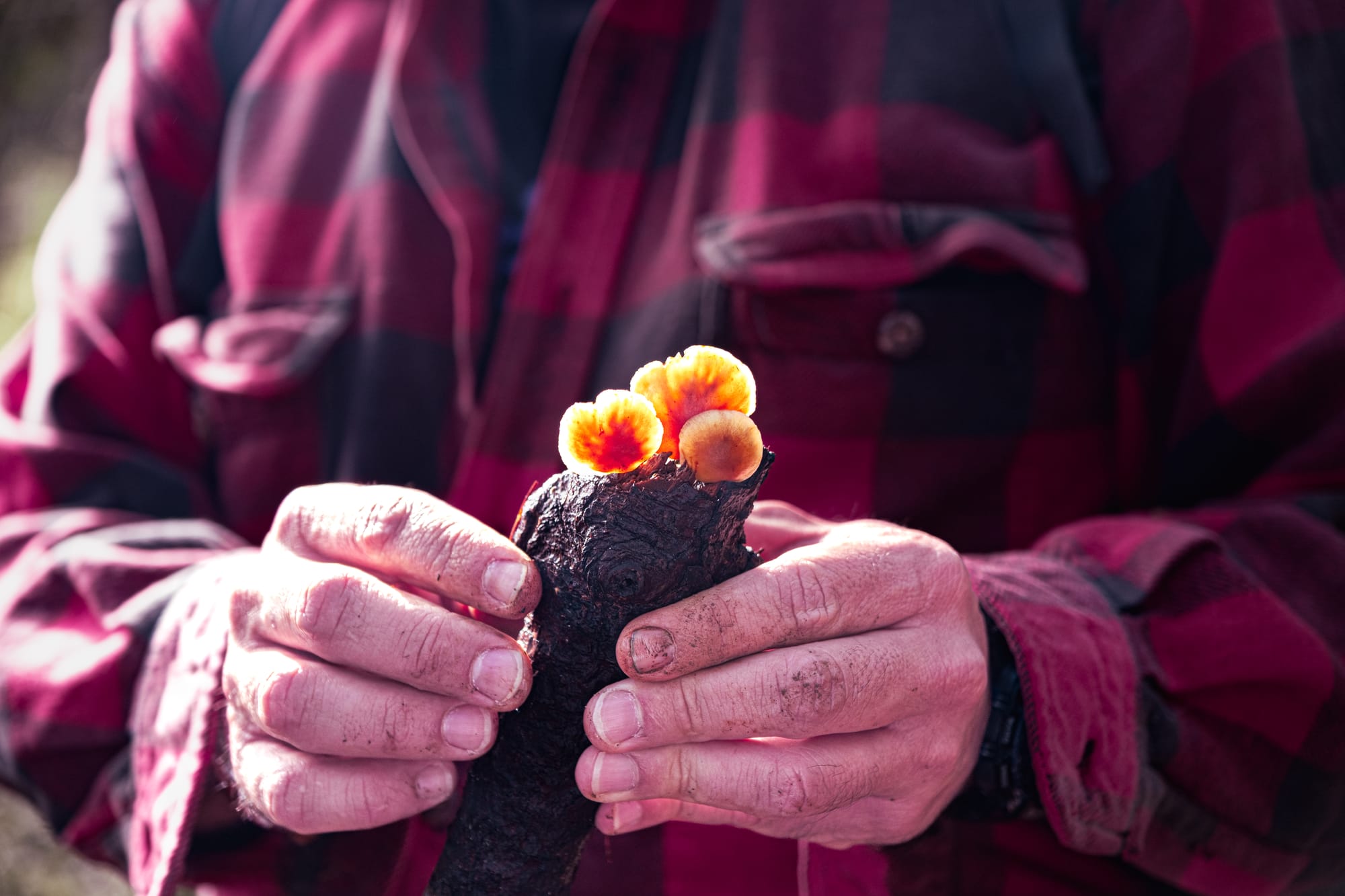 A fungi hike in the highland forests of San Cristóbal de las Casas