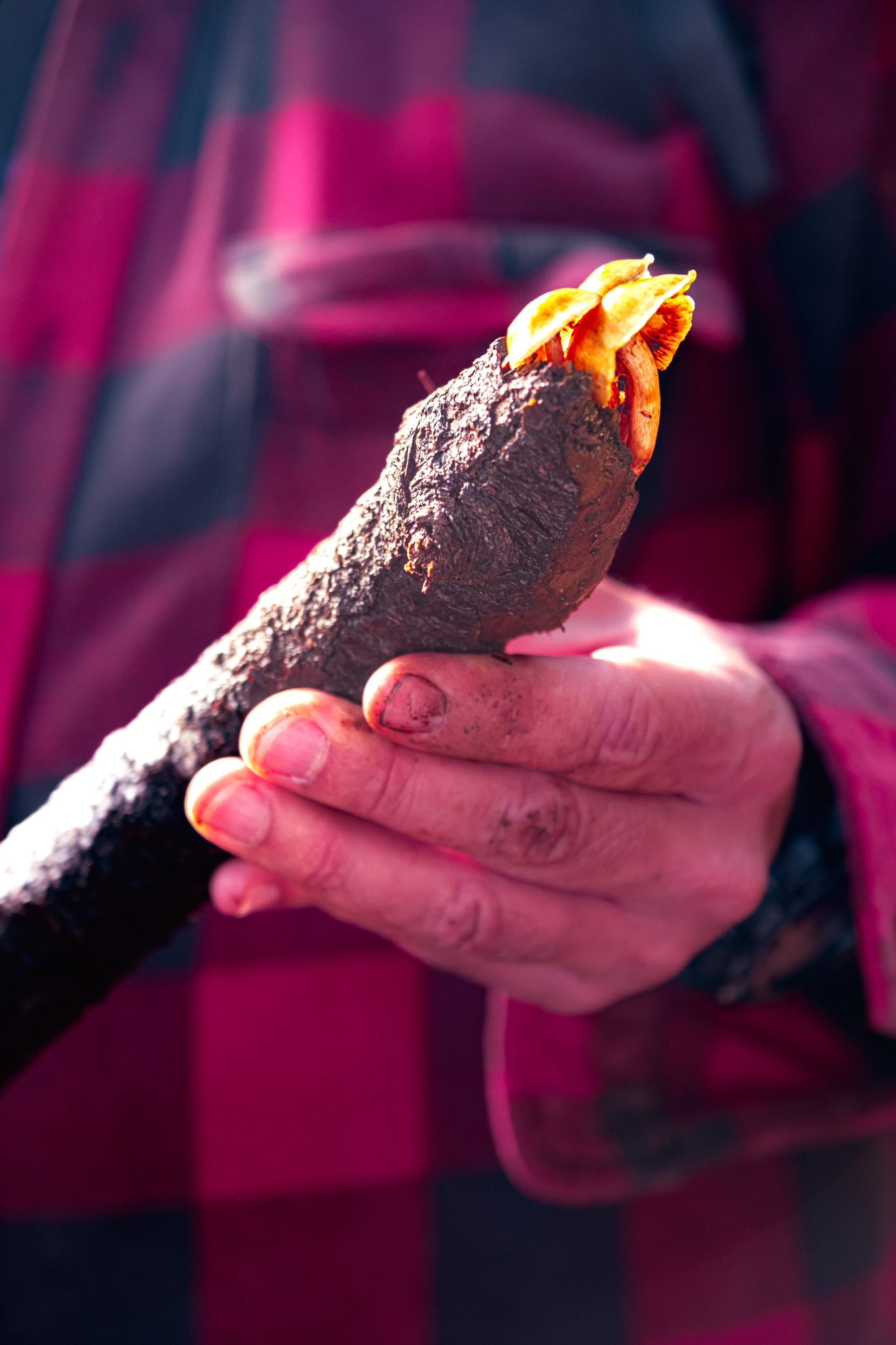 A fungi hike in the highland forests of San Cristóbal de las Casas