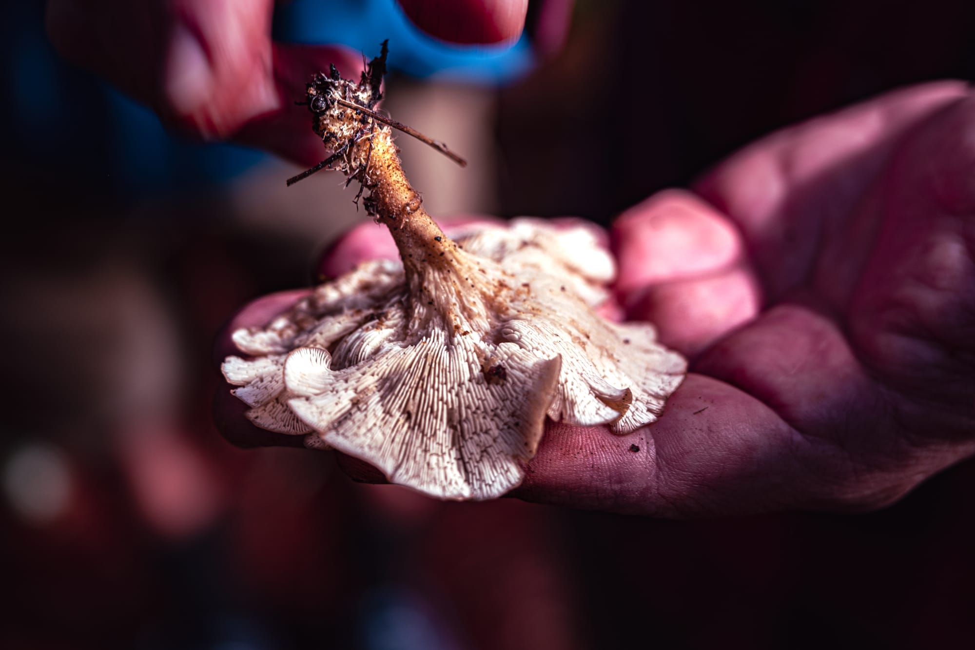 A fungi hike in the highland forests of San Cristóbal de las Casas