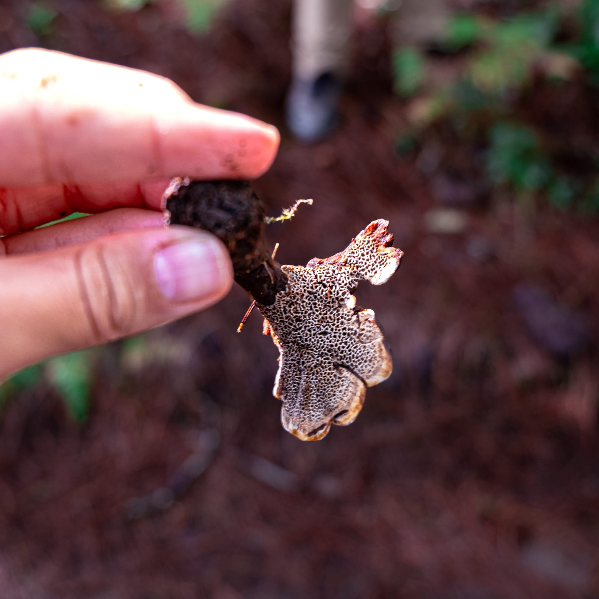 A fungi hike in the highland forests of San Cristóbal de las Casas