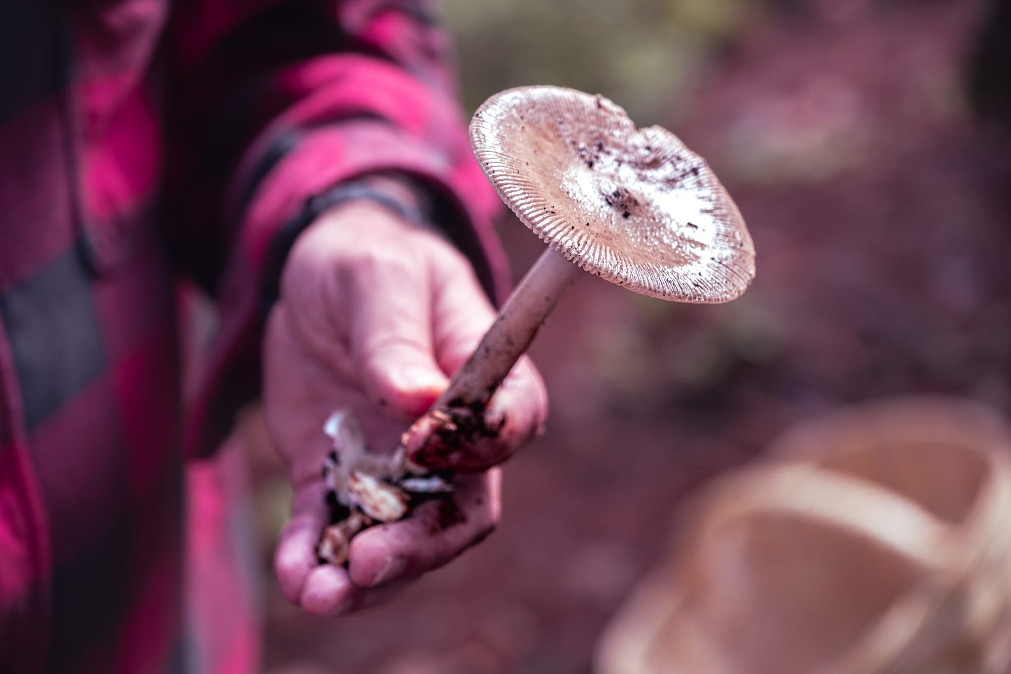 A fungi hike in the highland forests of San Cristóbal de las Casas