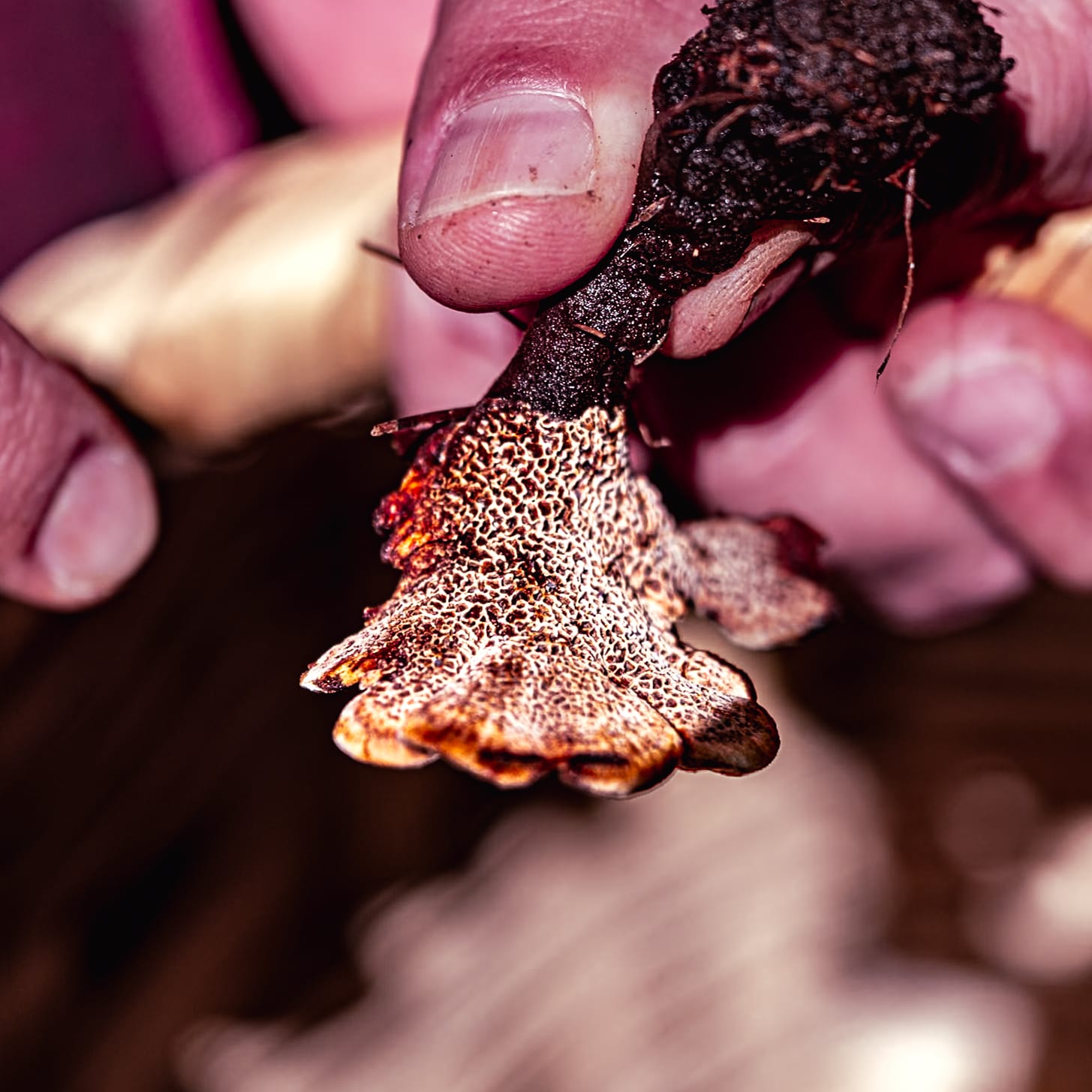 A fungi hike in the highland forests of San Cristóbal de las Casas