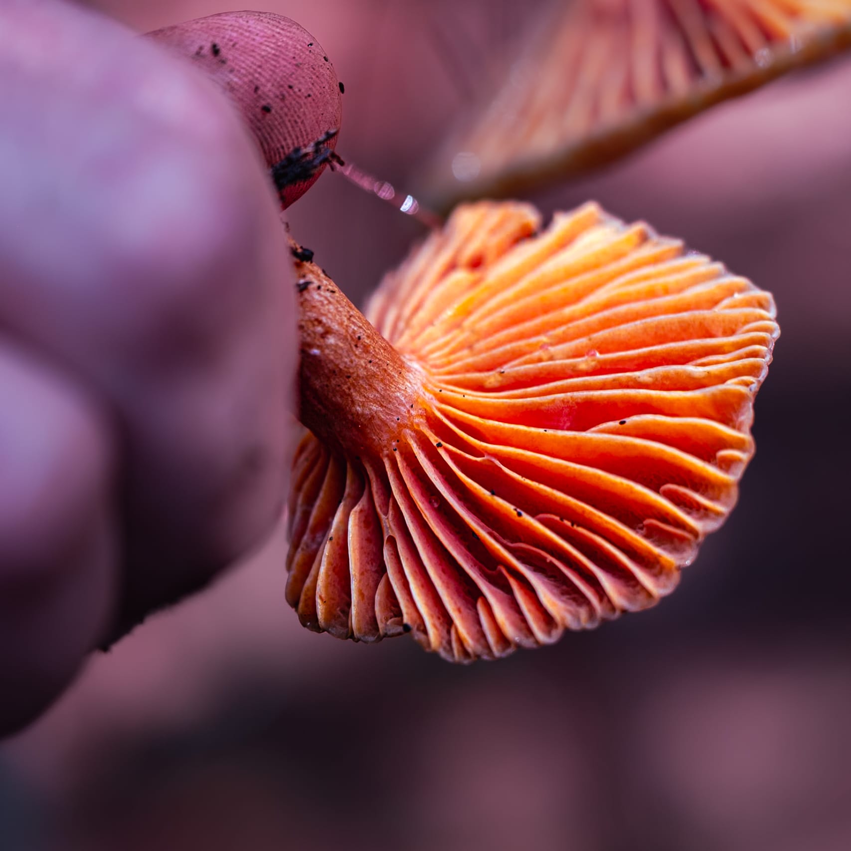 A fungi hike in the highland forests of San Cristóbal de las Casas