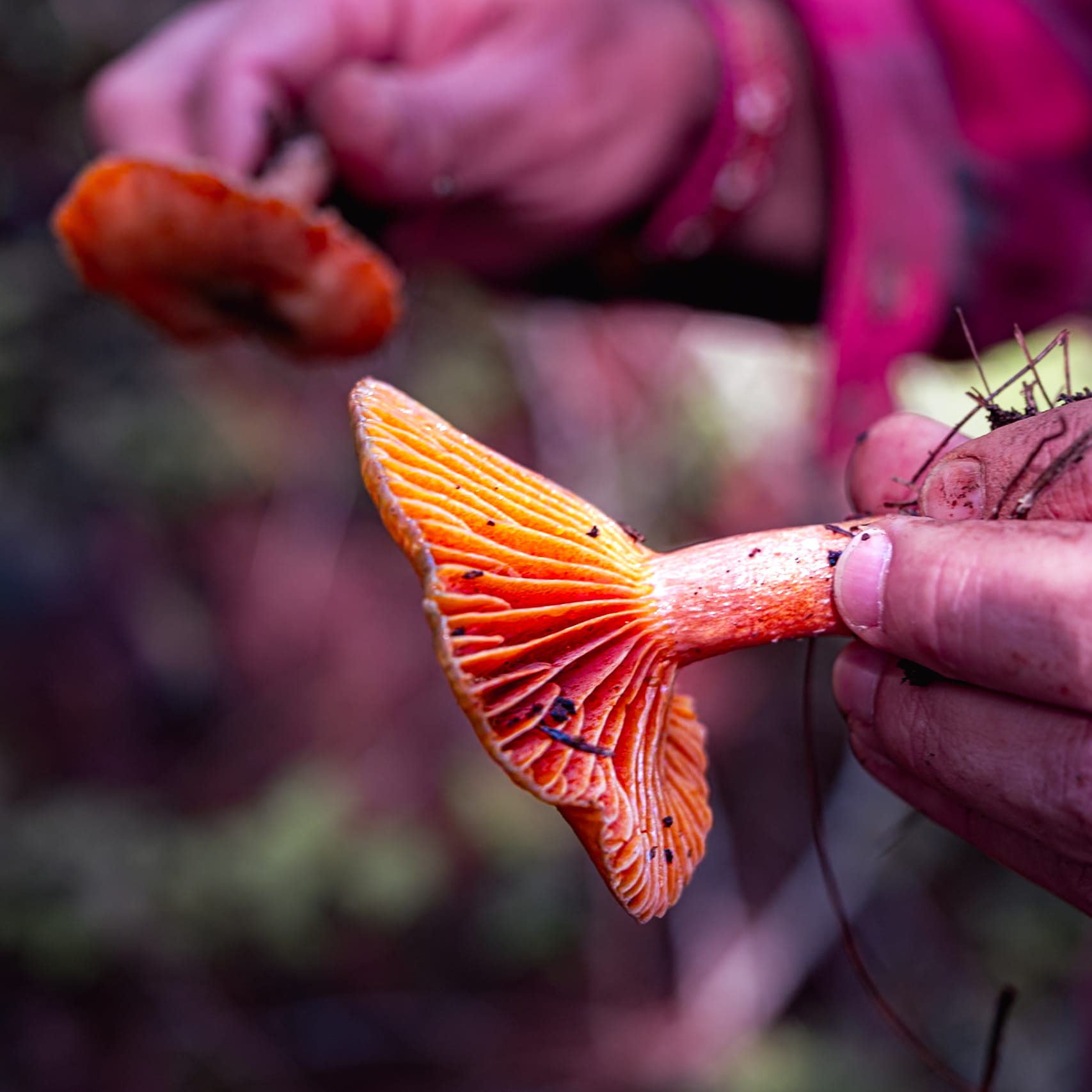 A fungi hike in the highland forests of San Cristóbal de las Casas