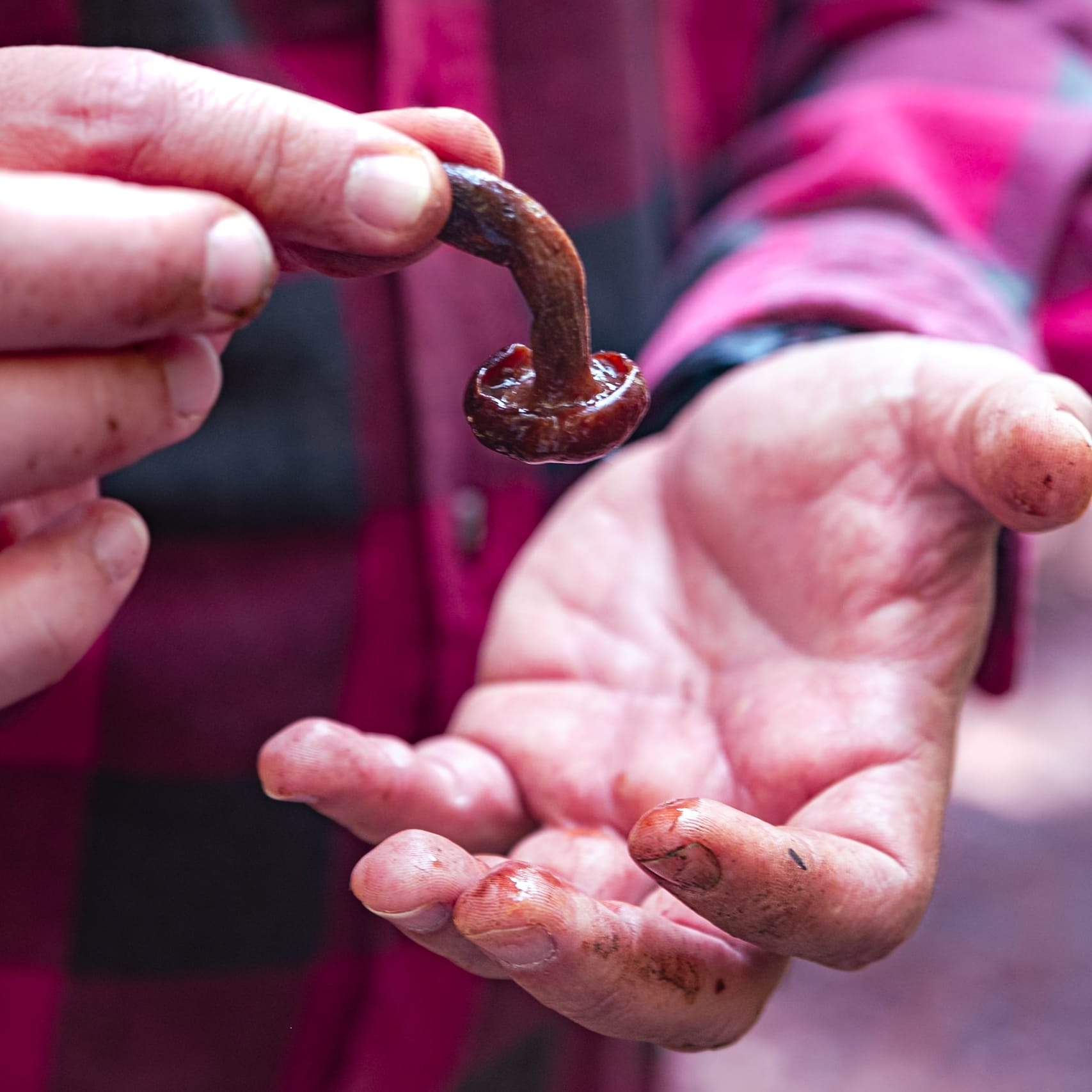A fungi hike in the highland forests of San Cristóbal de las Casas
