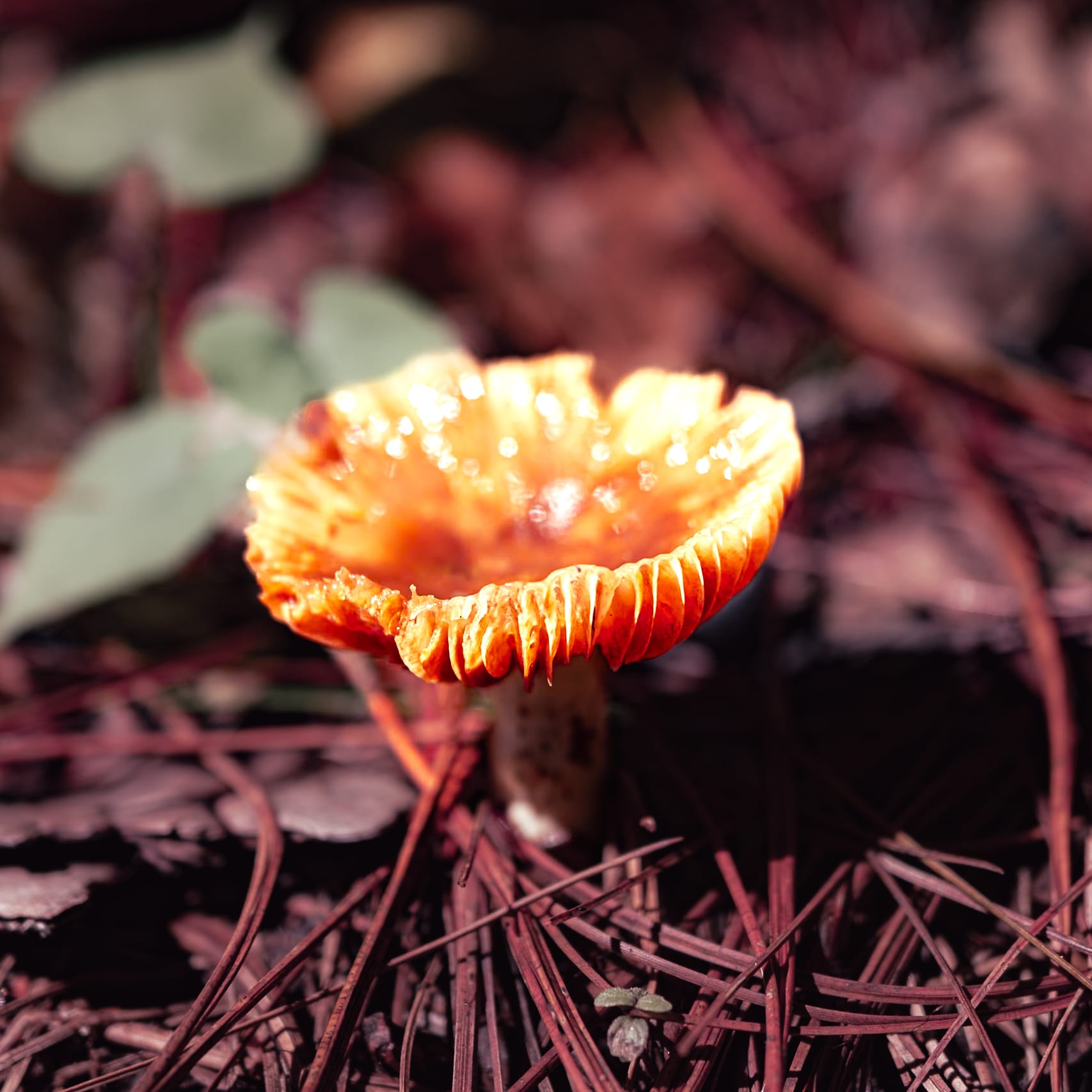 A fungi hike in the highland forests of San Cristóbal de las Casas