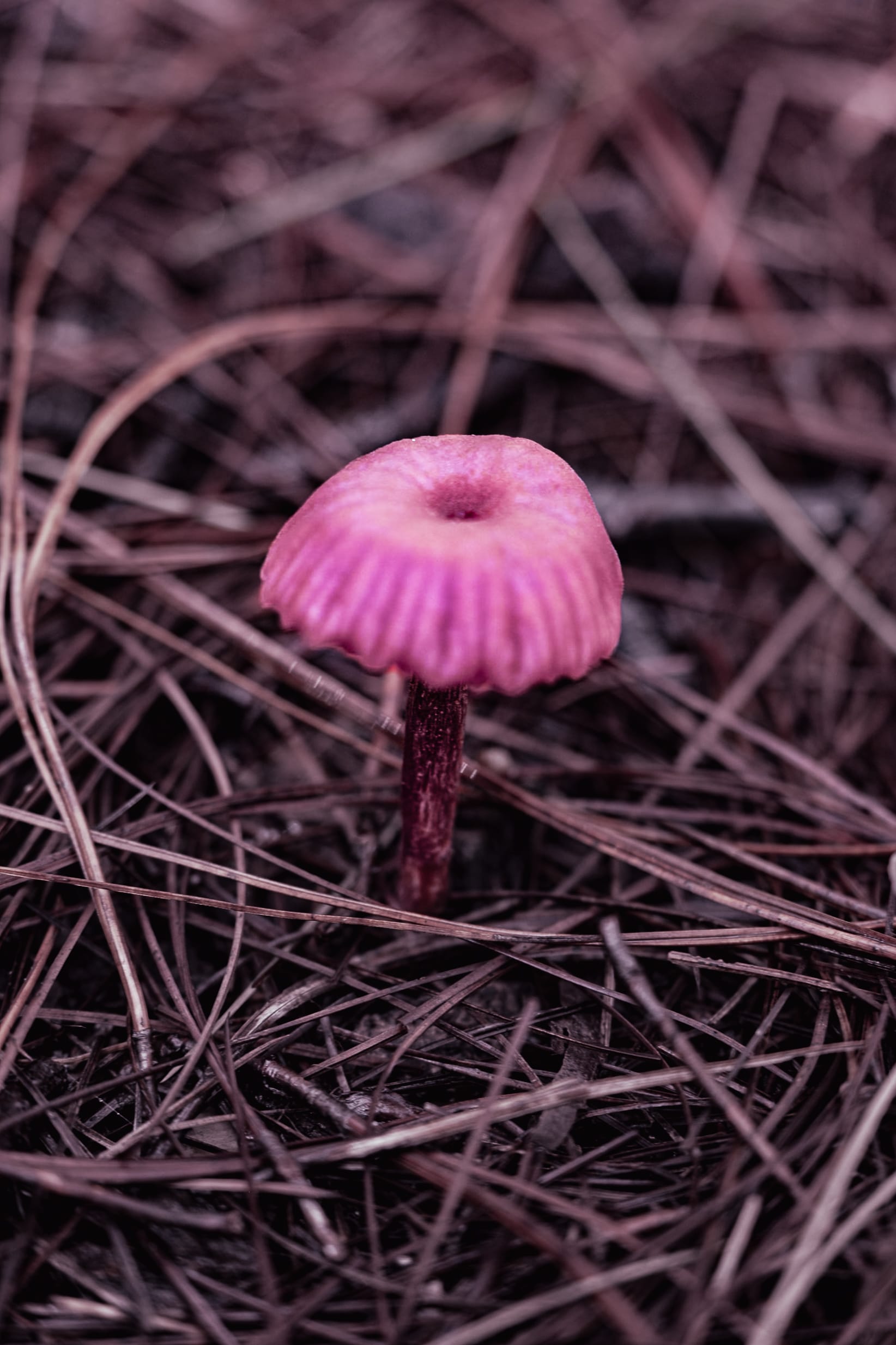 A fungi hike in the highland forests of San Cristóbal de las Casas