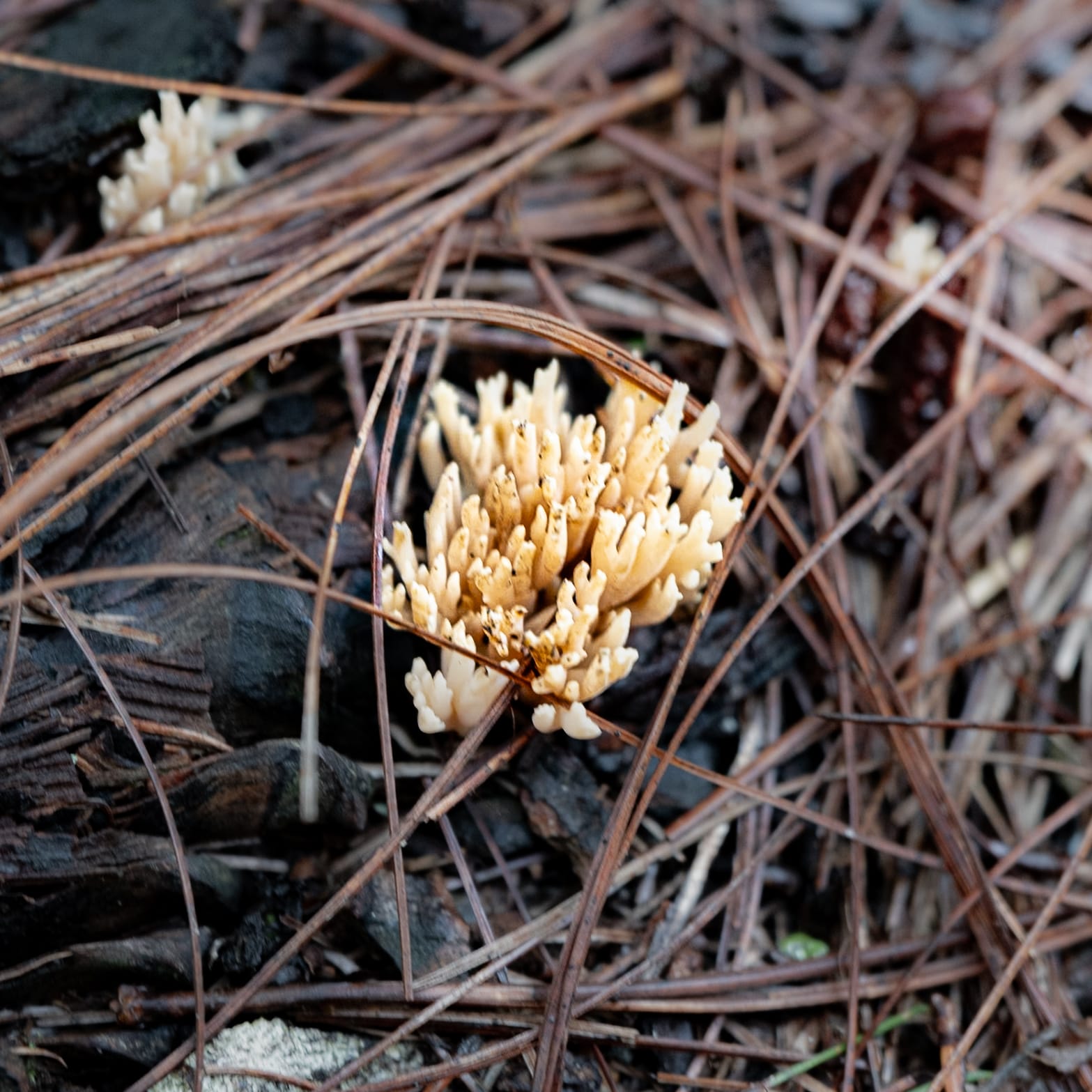 A fungi hike in the highland forests of San Cristóbal de las Casas