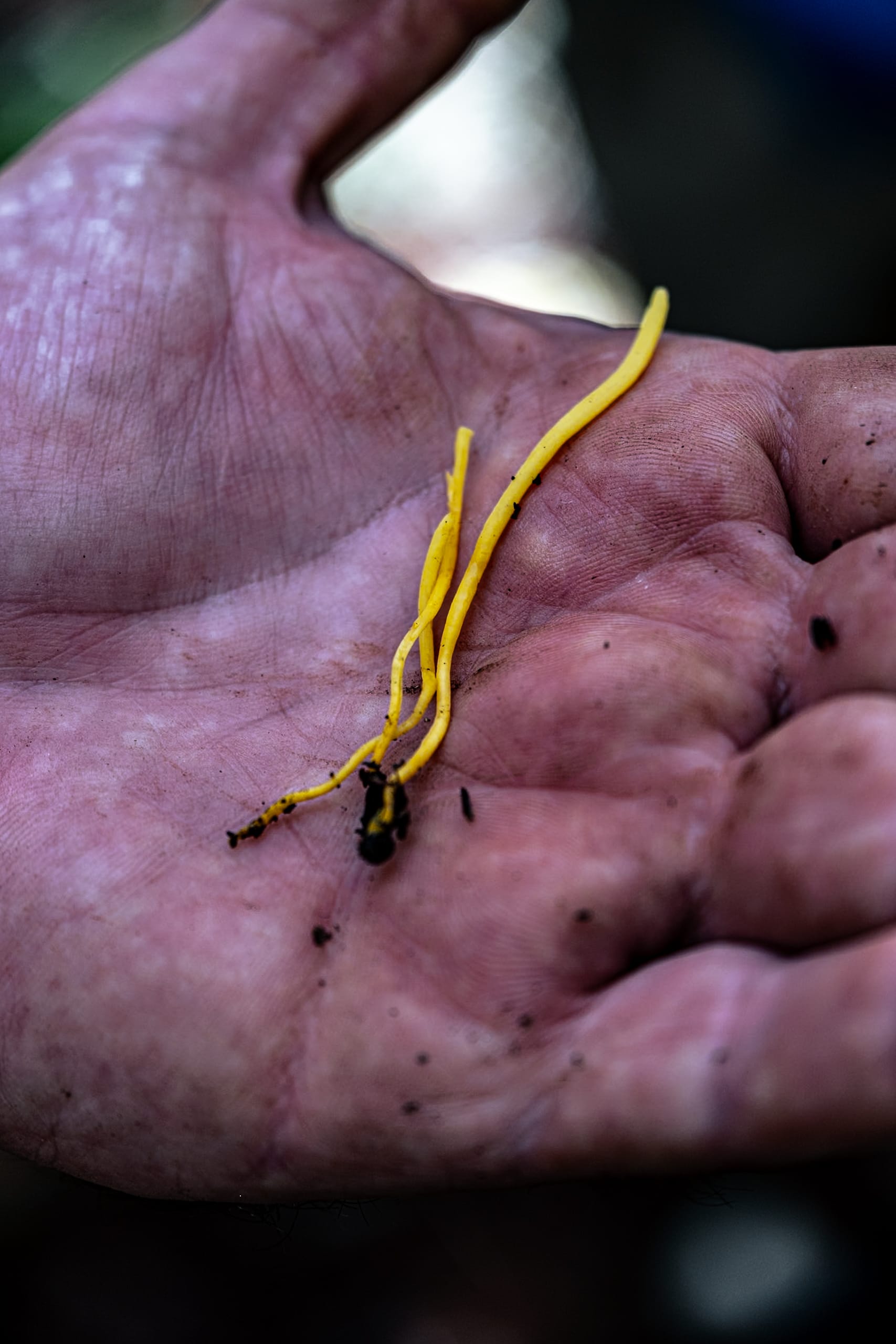 A fungi hike in the highland forests of San Cristóbal de las Casas