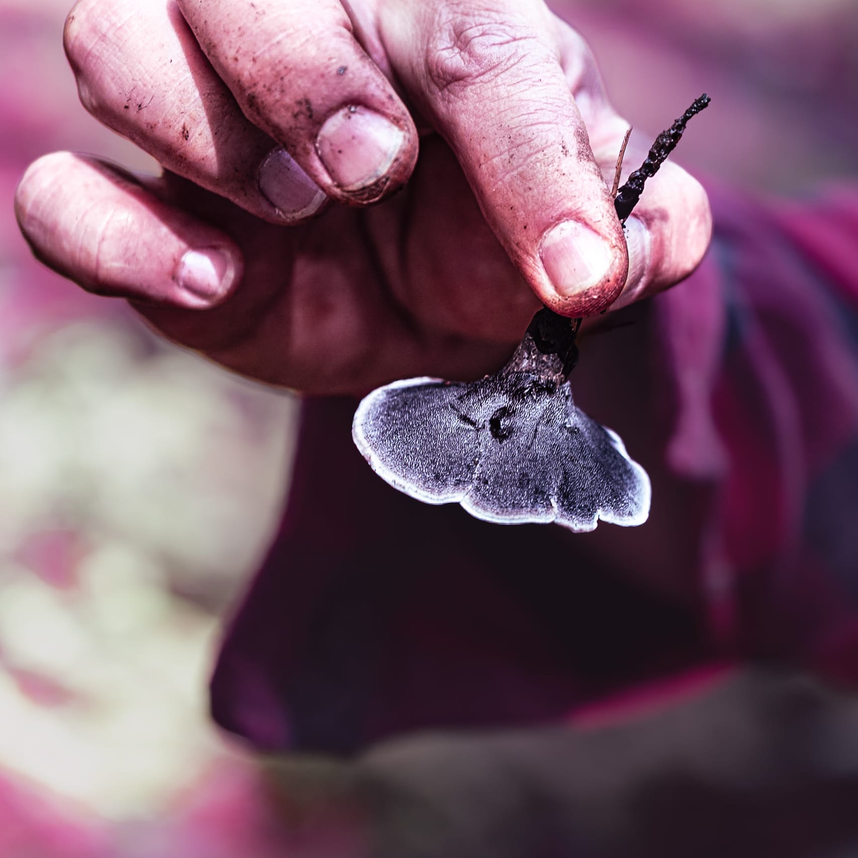 A fungi hike in the highland forests of San Cristóbal de las Casas