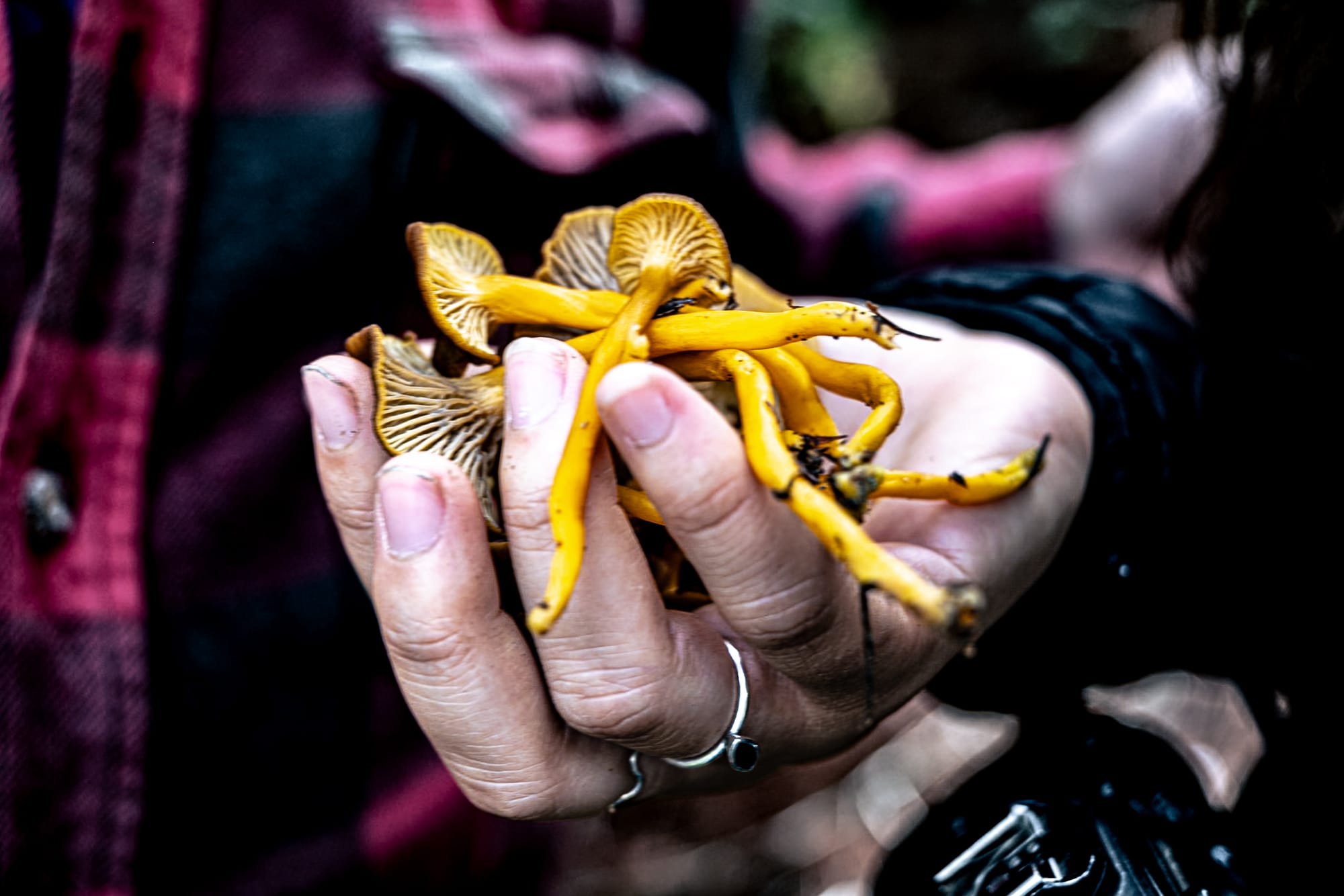 A fungi hike in the highland forests of San Cristóbal de las Casas