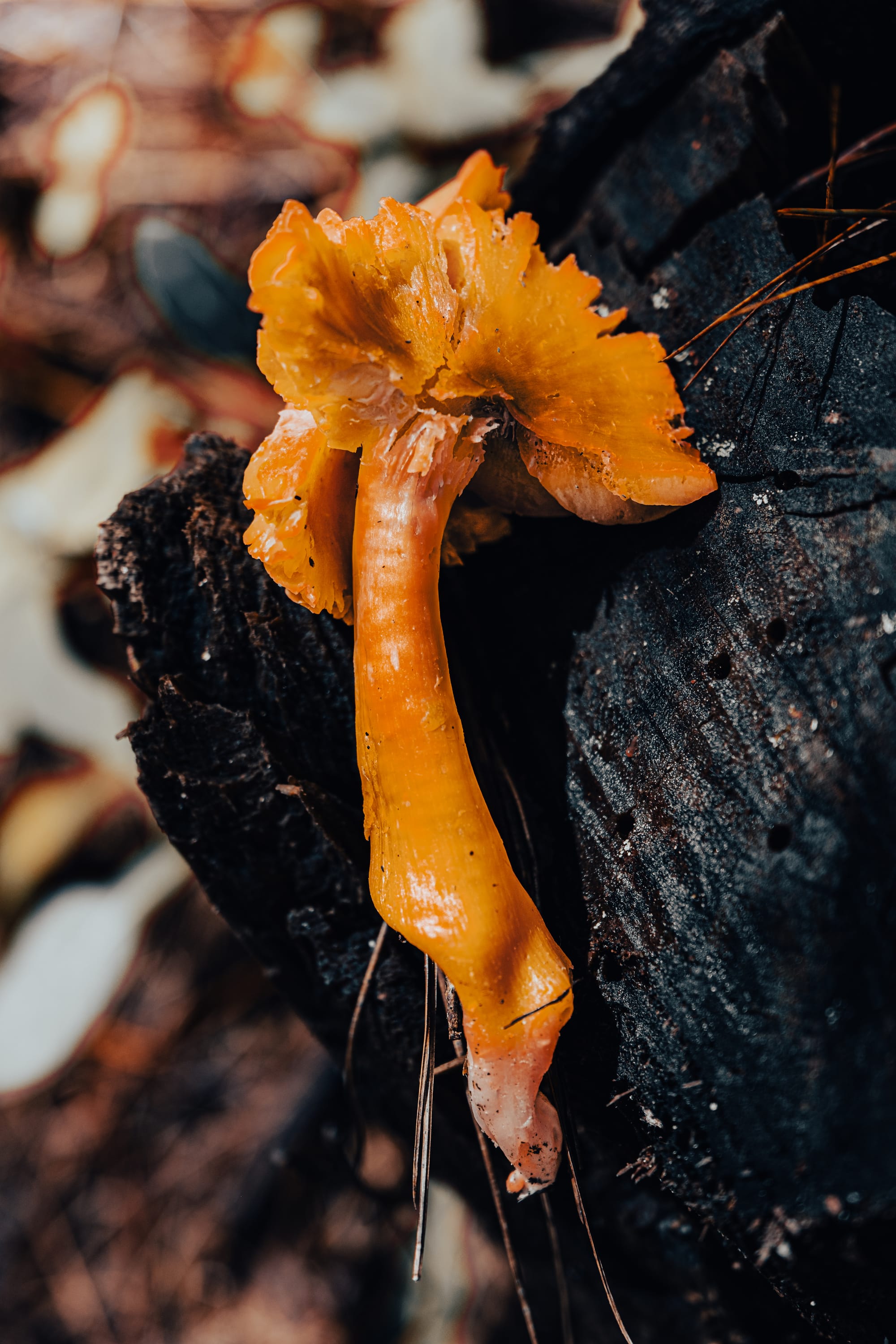 A fungi hike in the highland forests of San Cristóbal de las Casas
