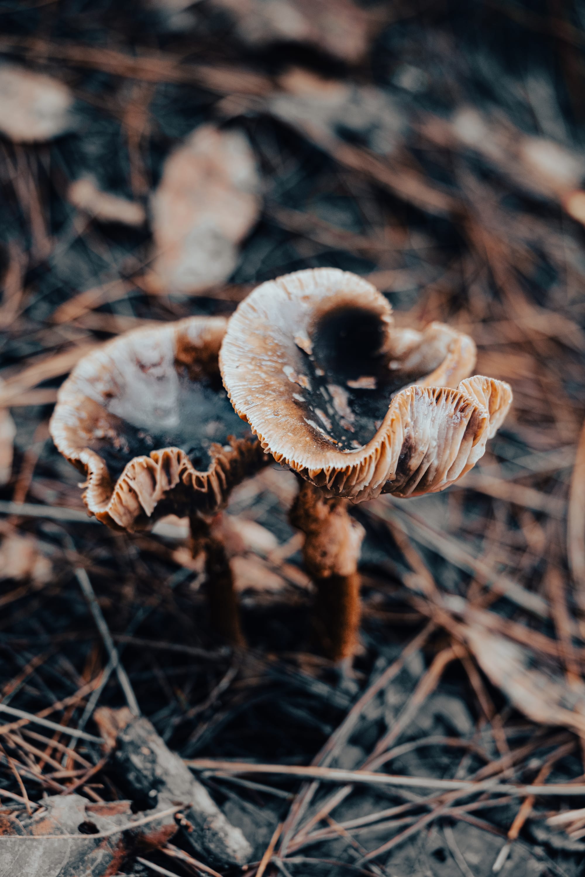A fungi hike in the highland forests of San Cristóbal de las Casas