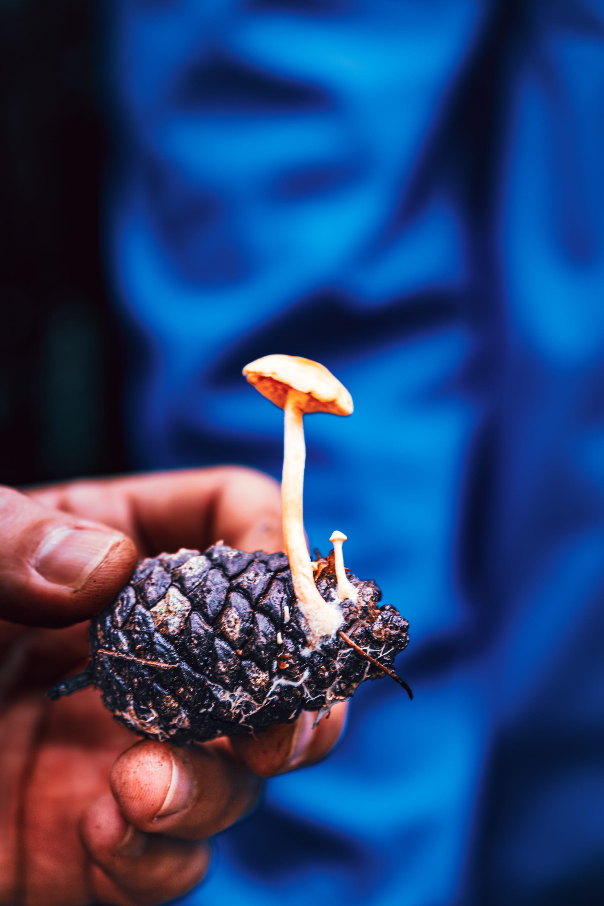 A fungi hike in the highland forests of San Cristóbal de las Casas