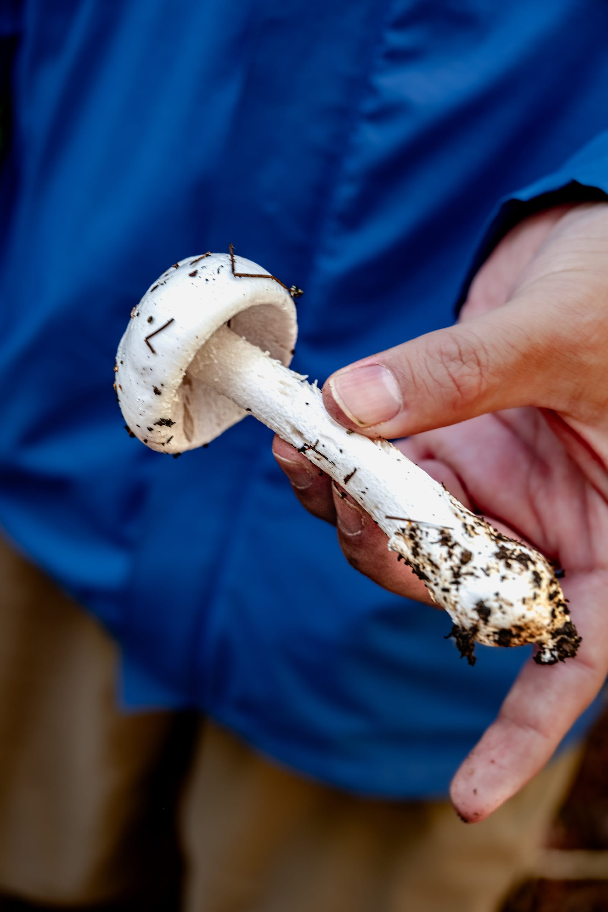 A fungi hike in the highland forests of San Cristóbal de las Casas