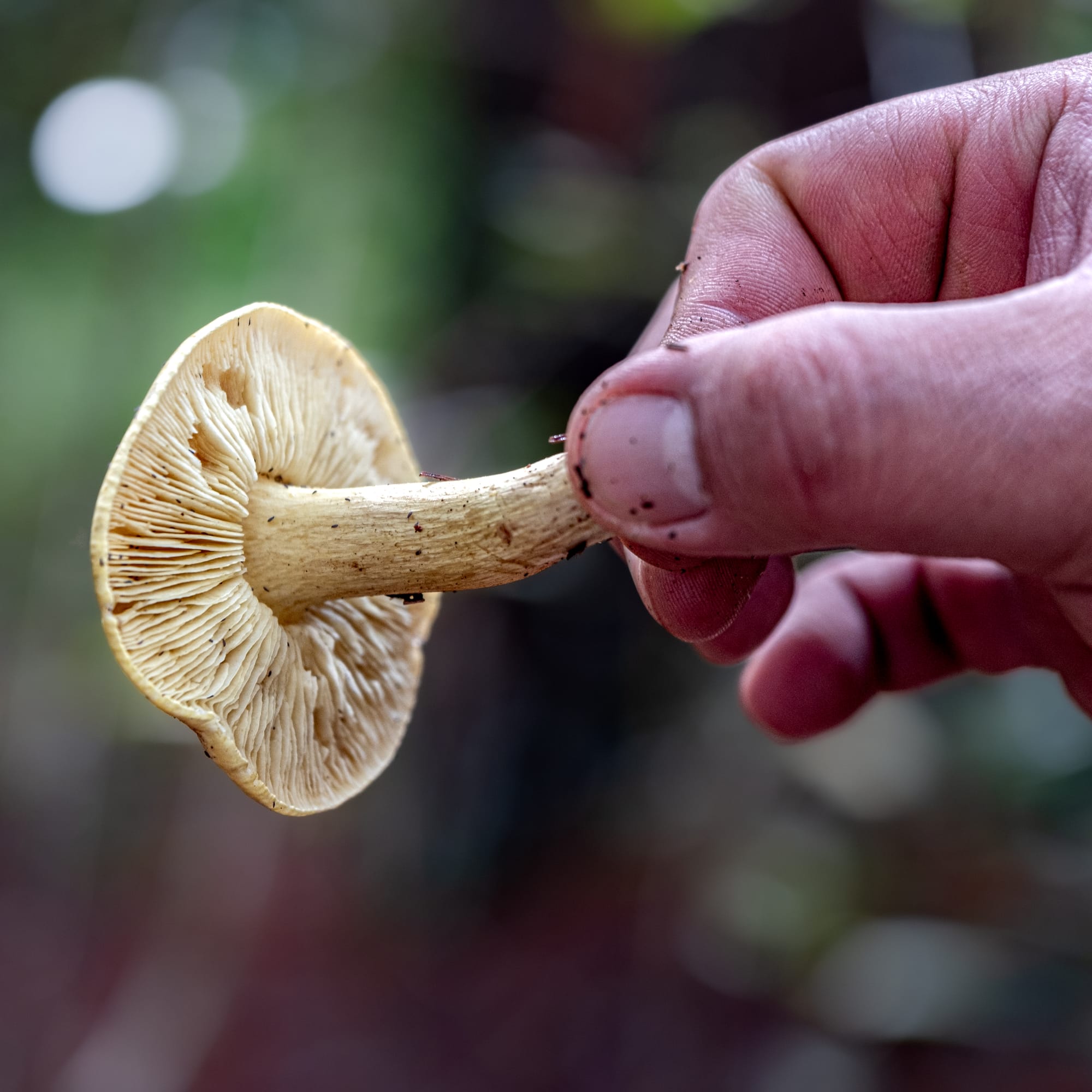 A fungi hike in the highland forests of San Cristóbal de las Casas