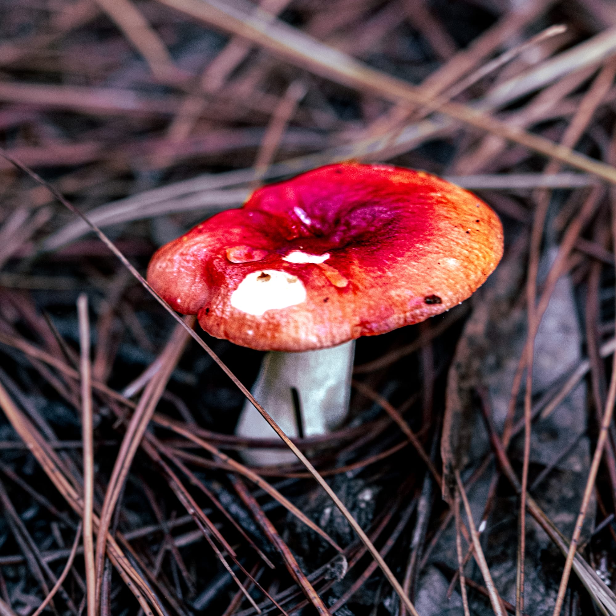 A fungi hike in the highland forests of San Cristóbal de las Casas