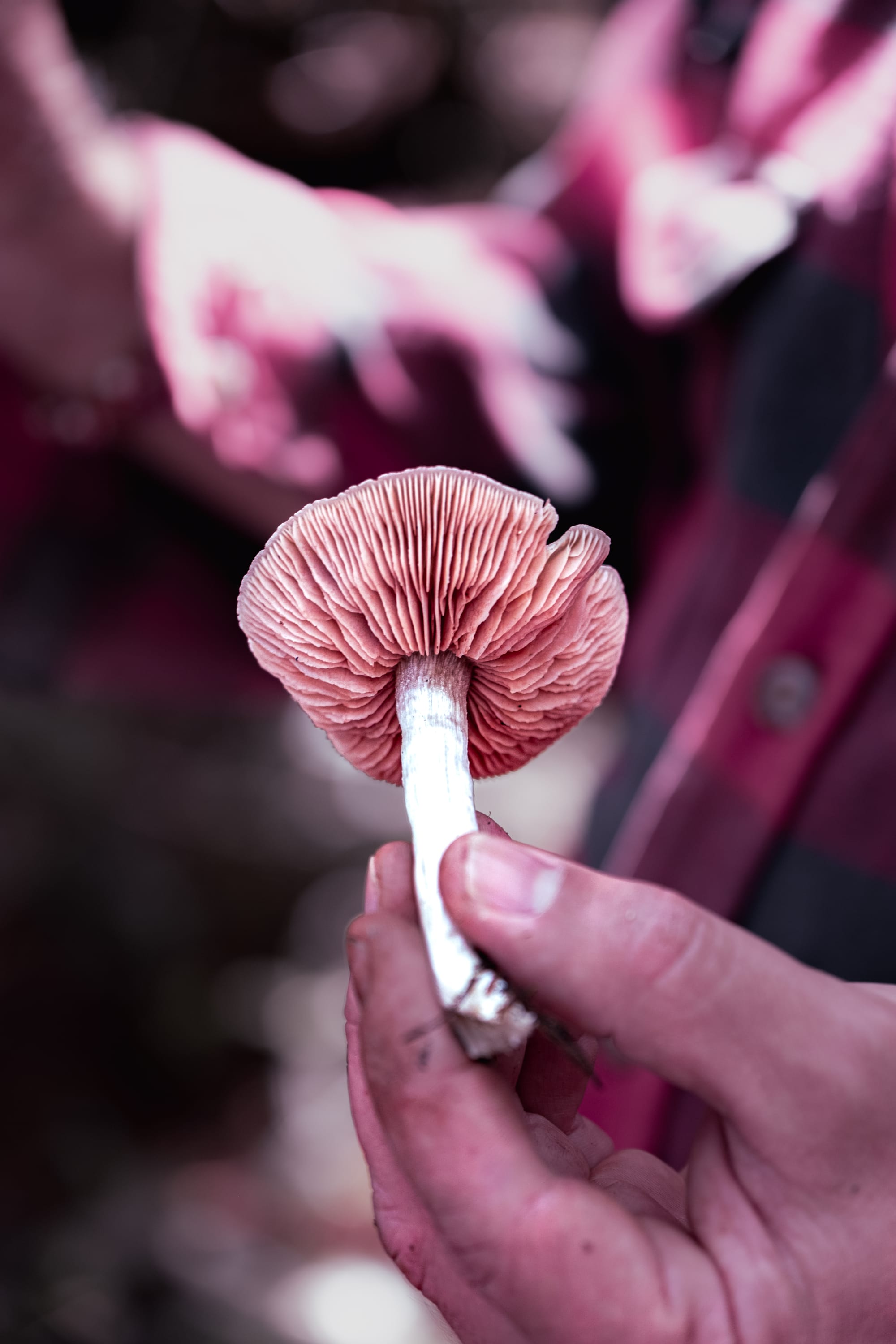 A fungi hike in the highland forests of San Cristóbal de las Casas