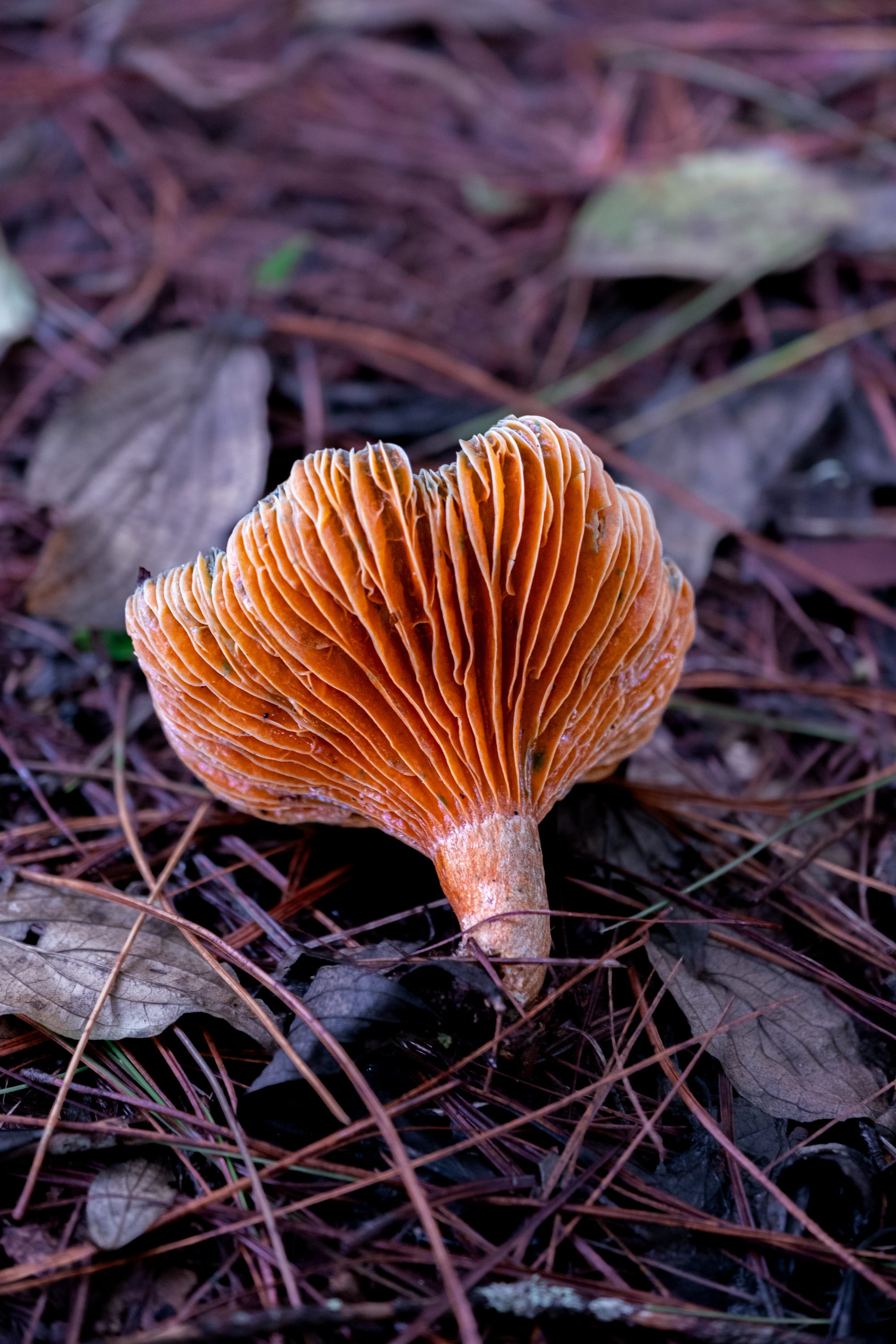 A fungi hike in the highland forests of San Cristóbal de las Casas